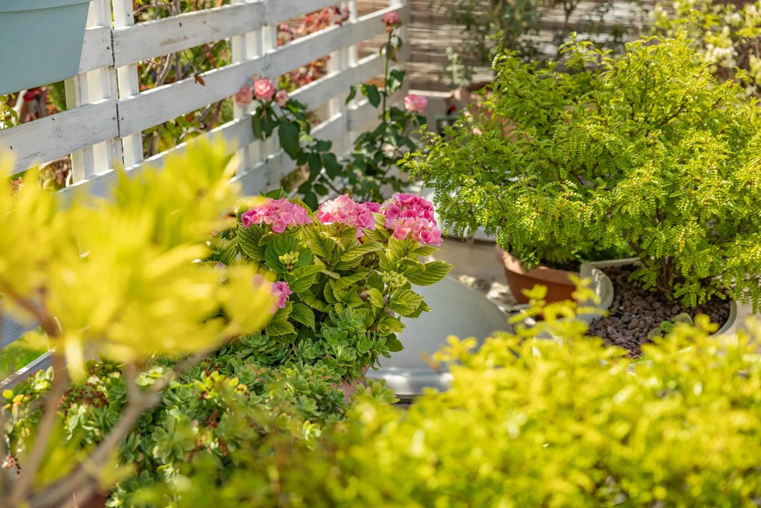 Spring in MandorleOlio