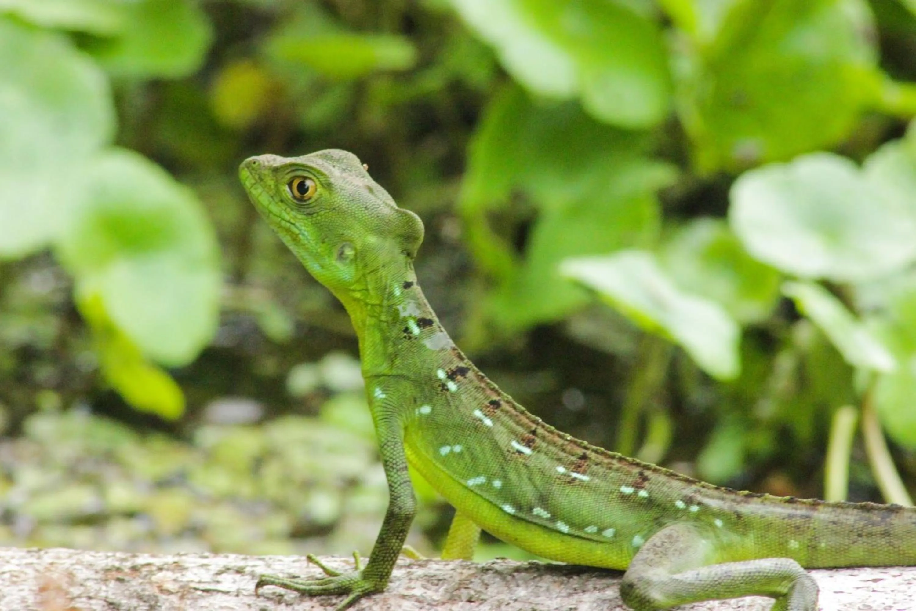 Animals in Cabinas Tortuguero