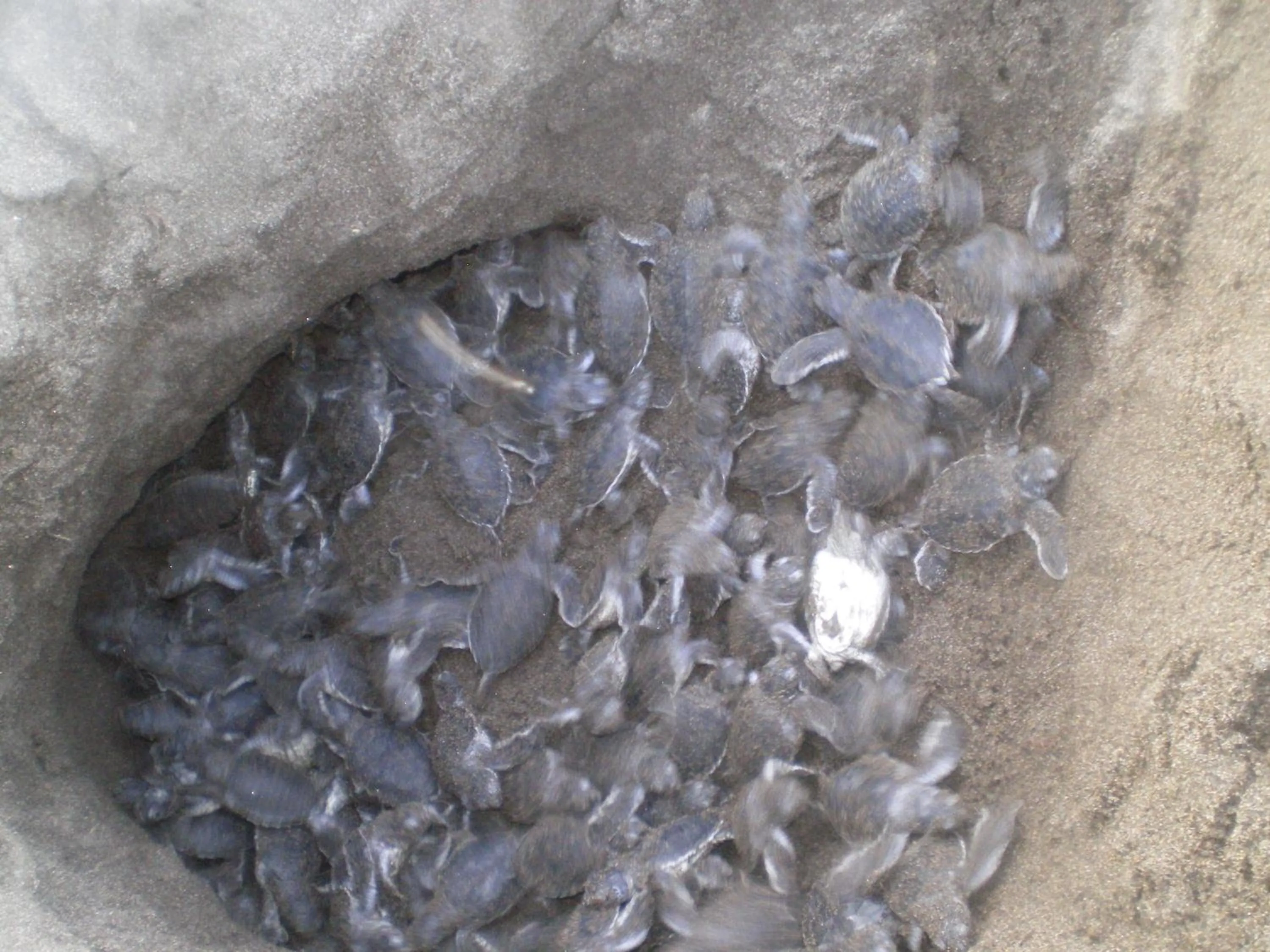 Animals in Cabinas Tortuguero