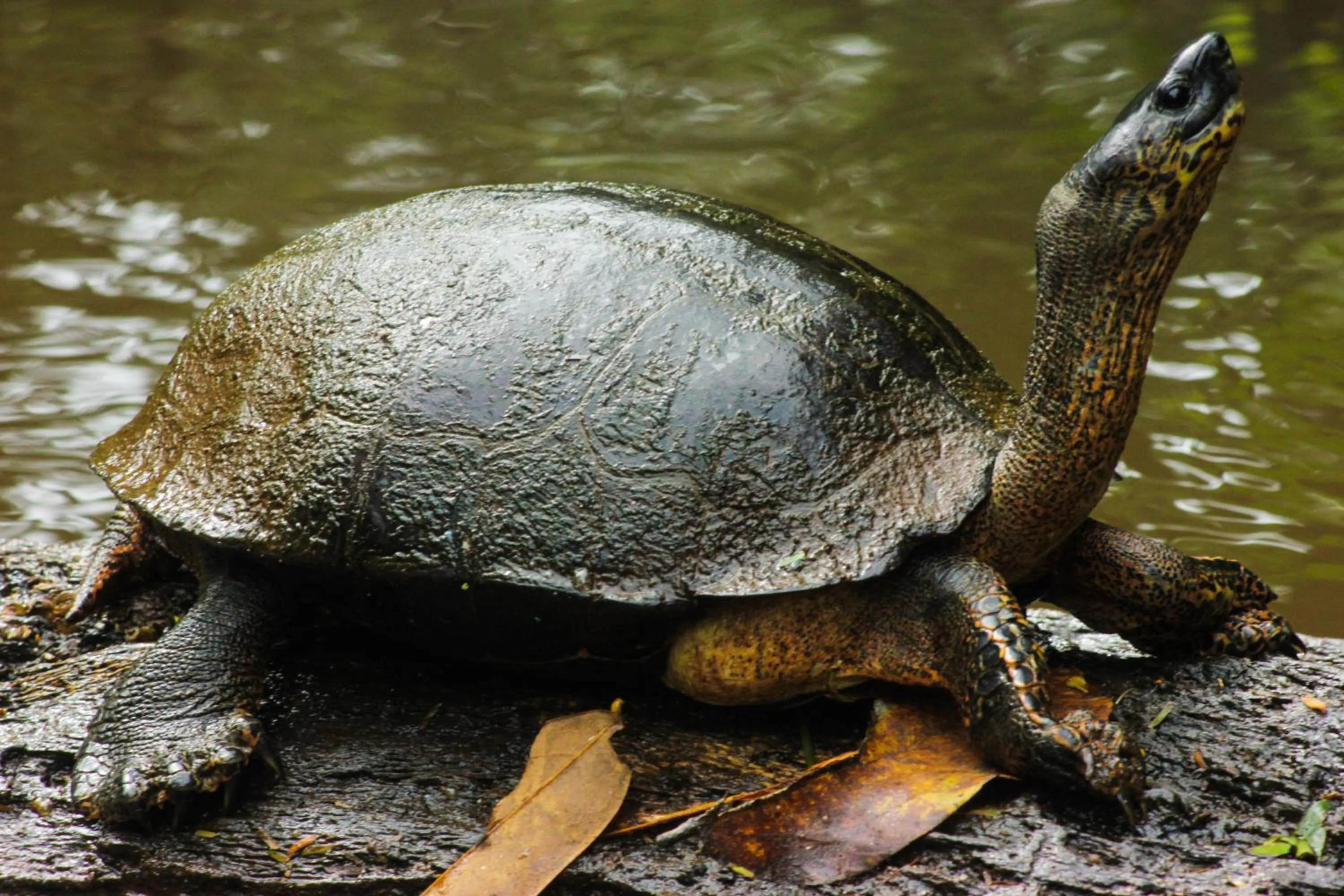 Animals in Cabinas Tortuguero