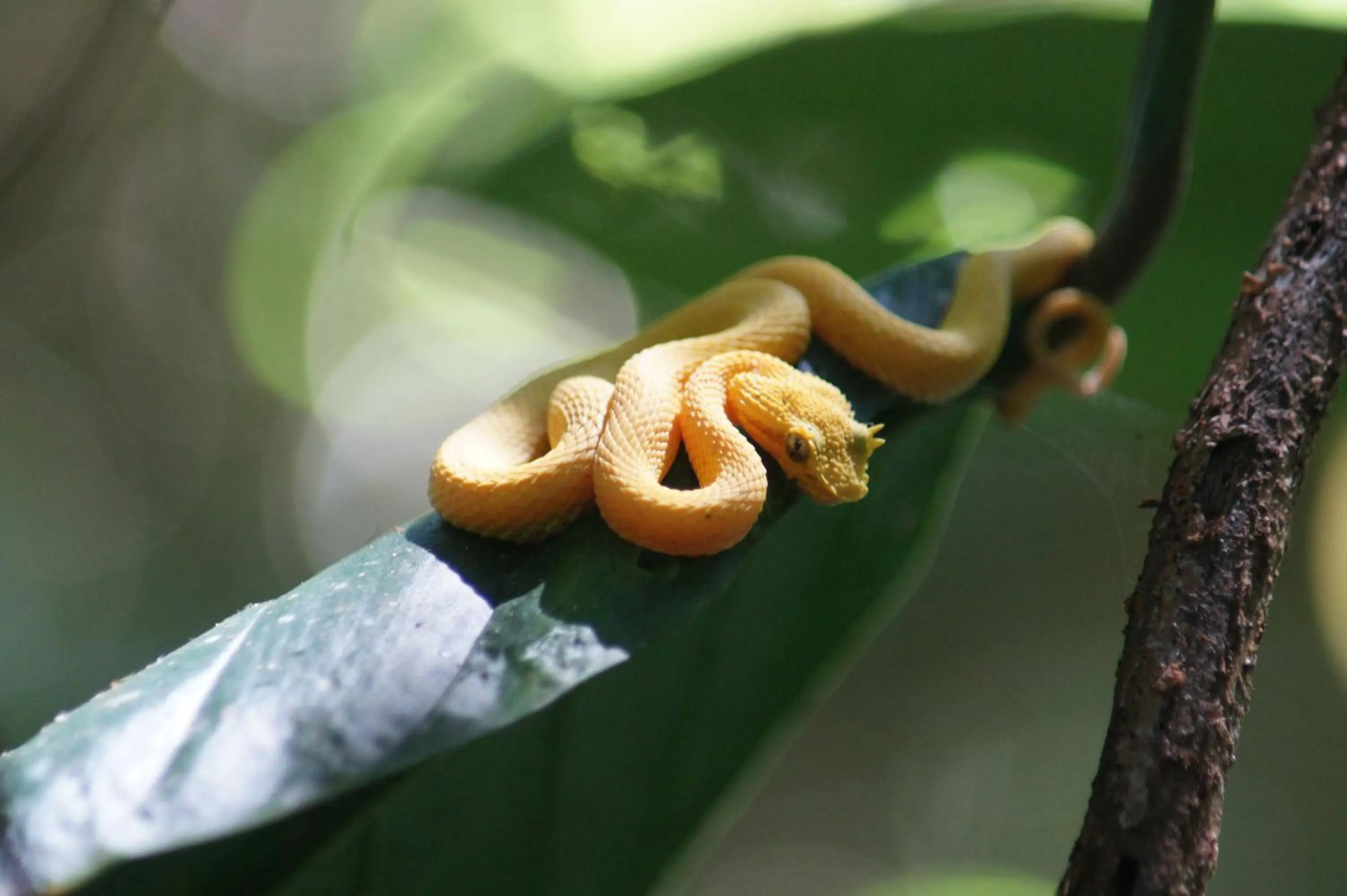 Animals in Cabinas Tortuguero