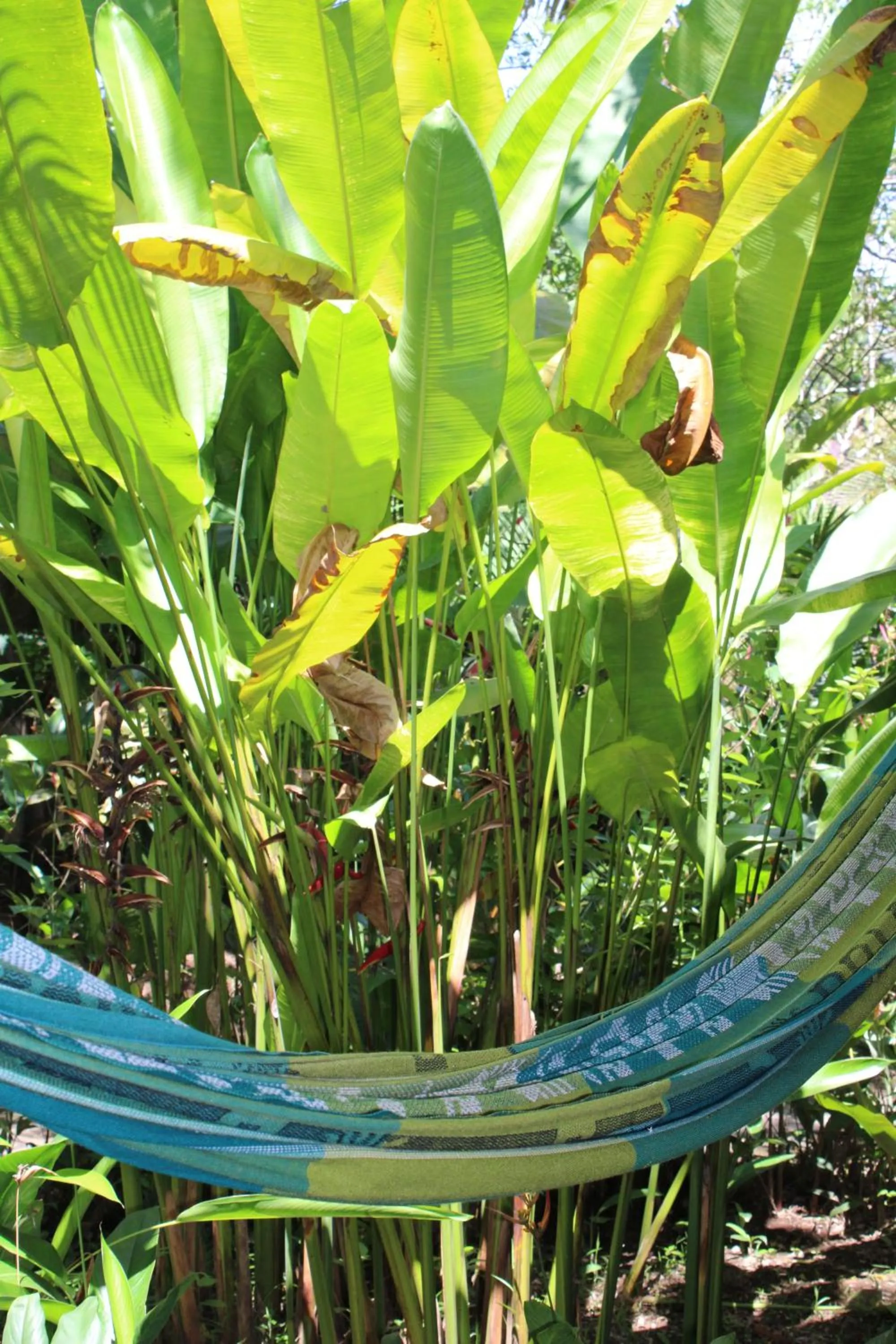 Garden in Cabinas Tortuguero