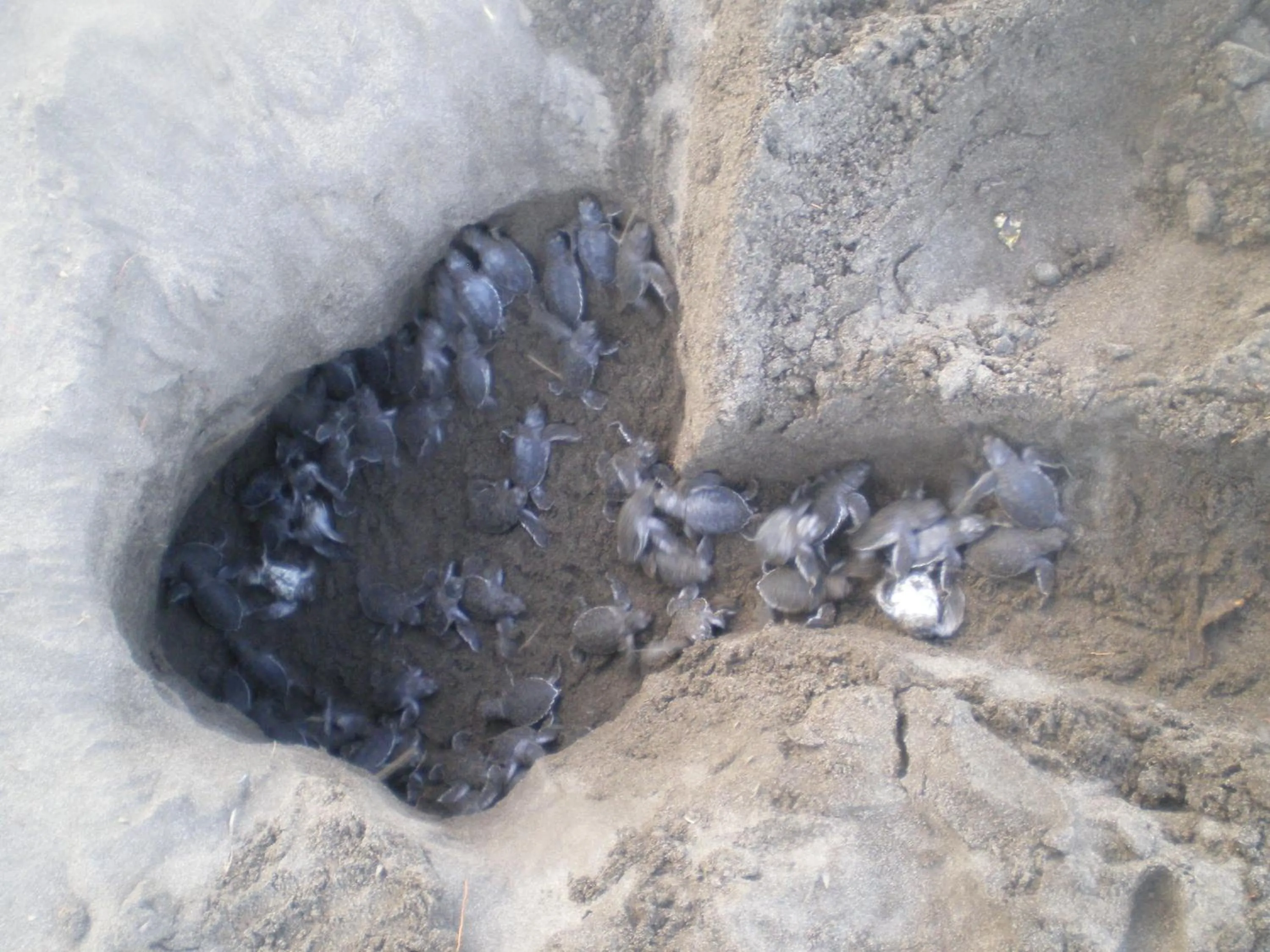 Animals in Cabinas Tortuguero