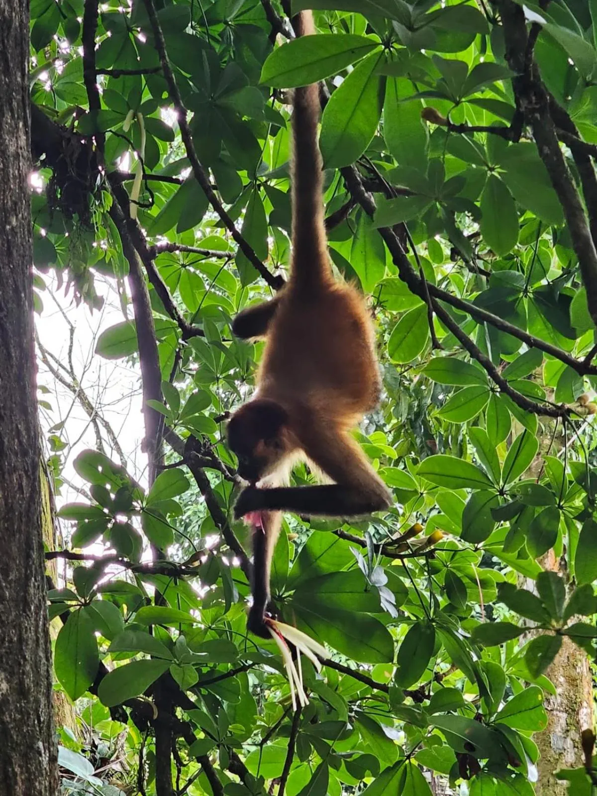 Animals in Cabinas Tortuguero