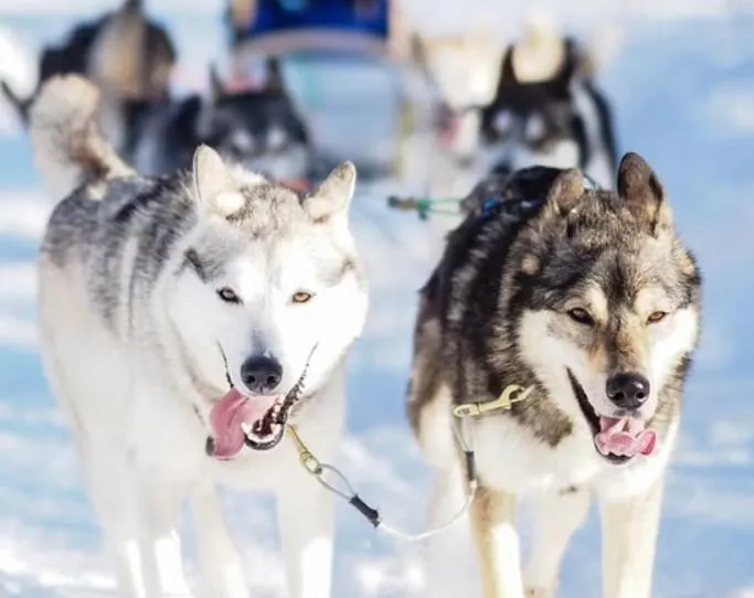 Taigaschool Eco Hotel