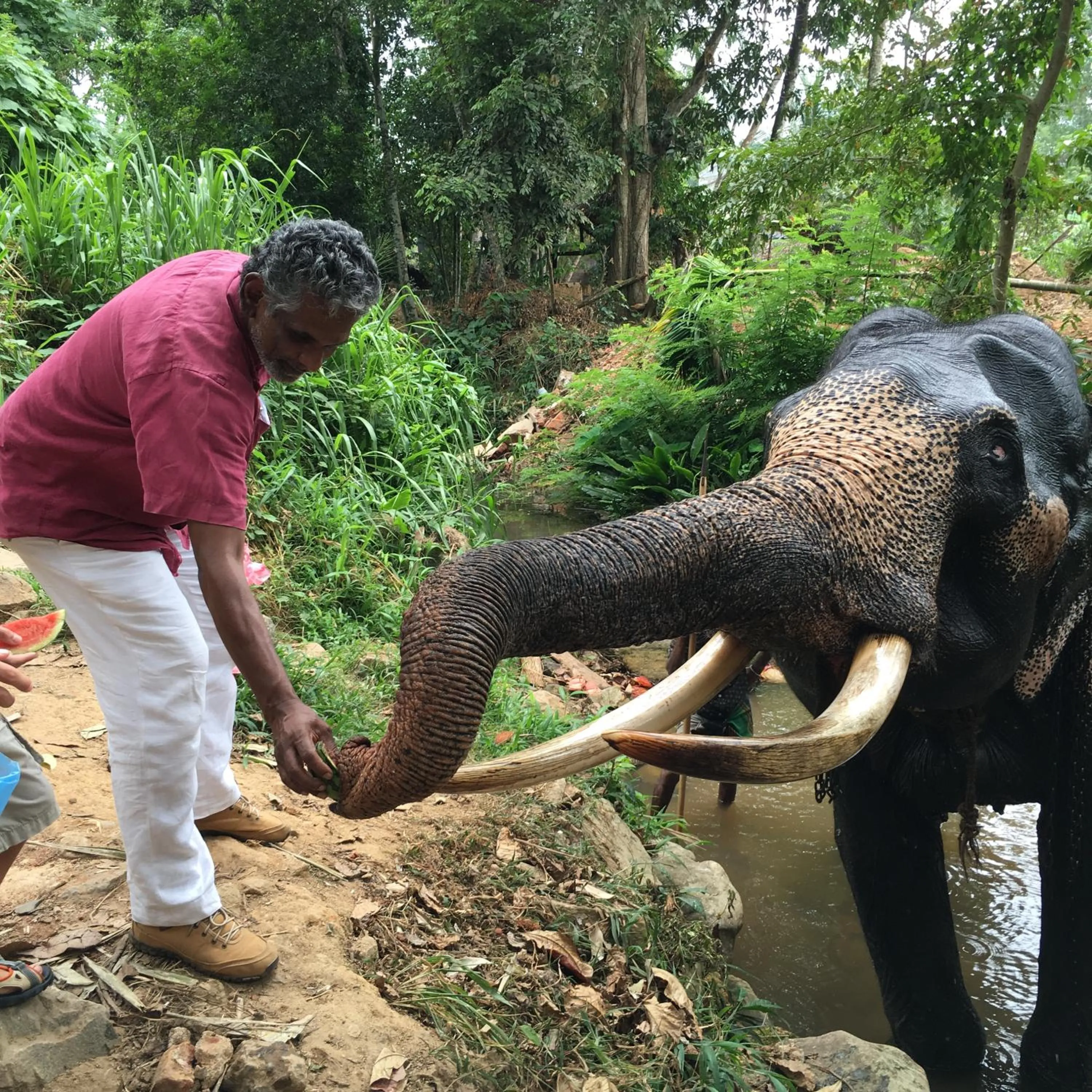 Animals in Hotel Mango Garden