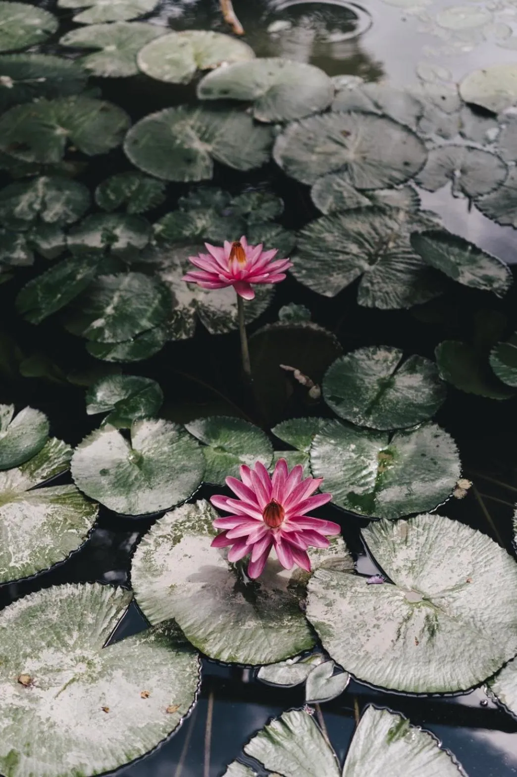 Monet Garden Coffee Farm