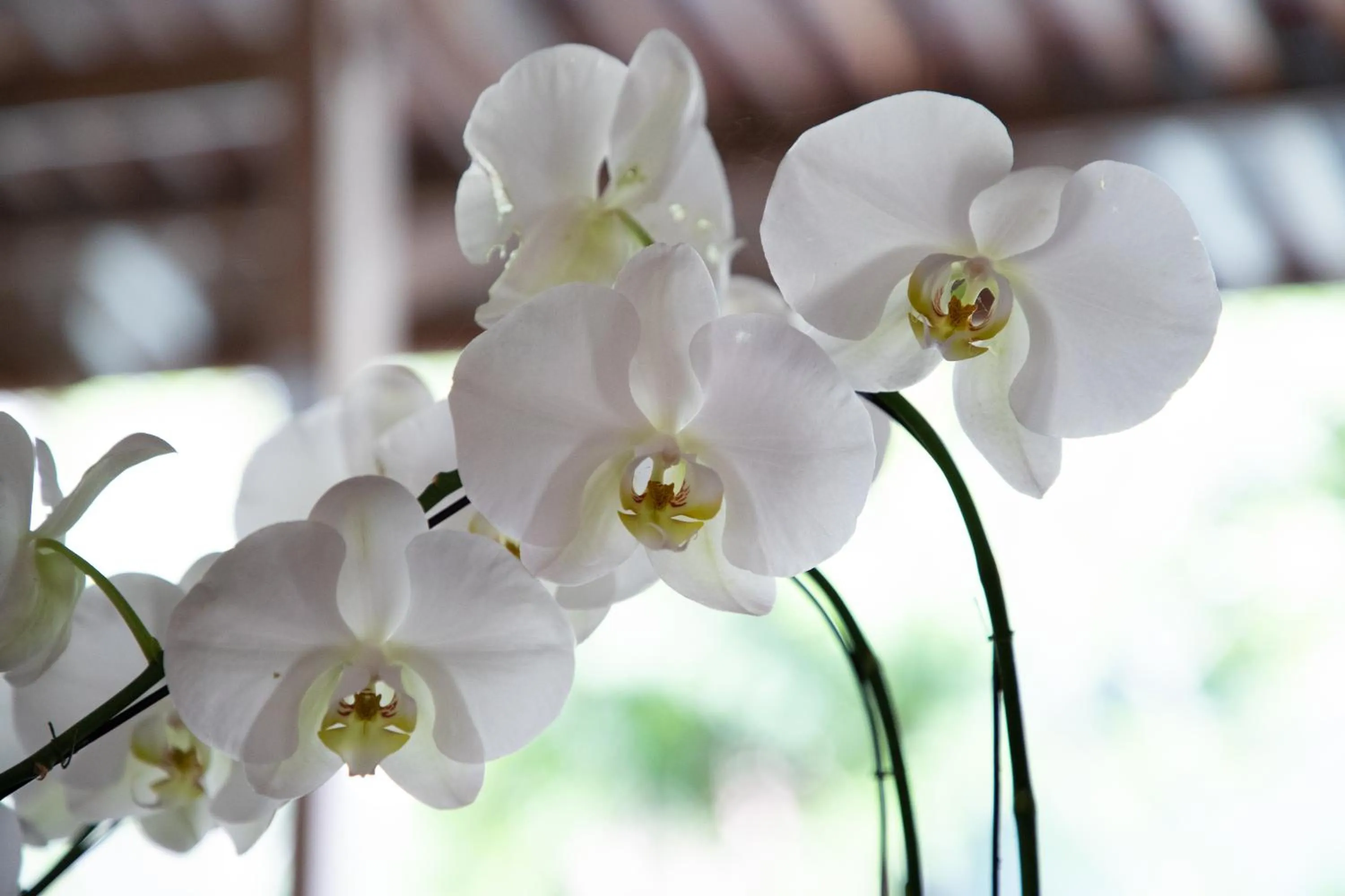 Garden in The Club Villas Lombok