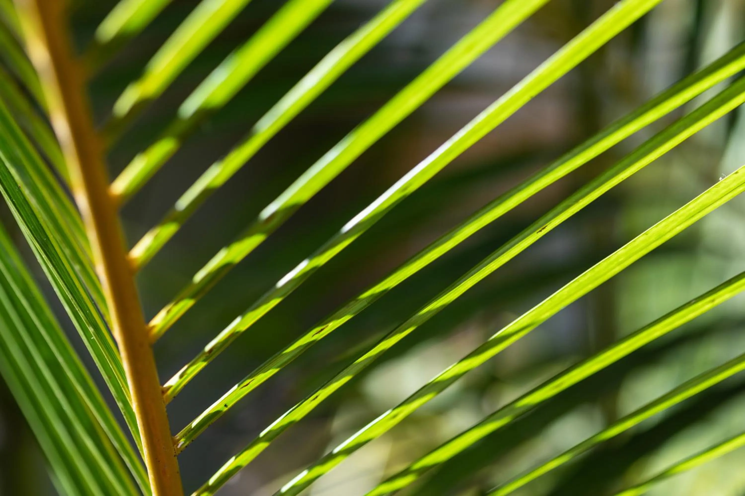 Garden in Residencial El Llano