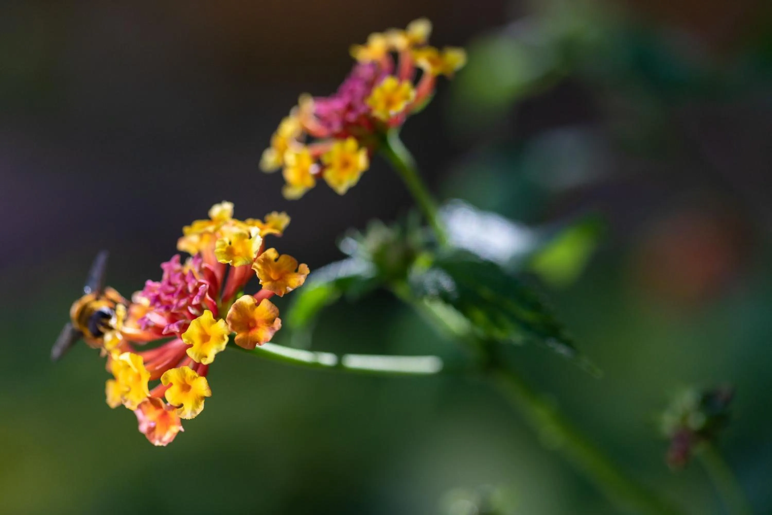 Garden in Residencial El Llano
