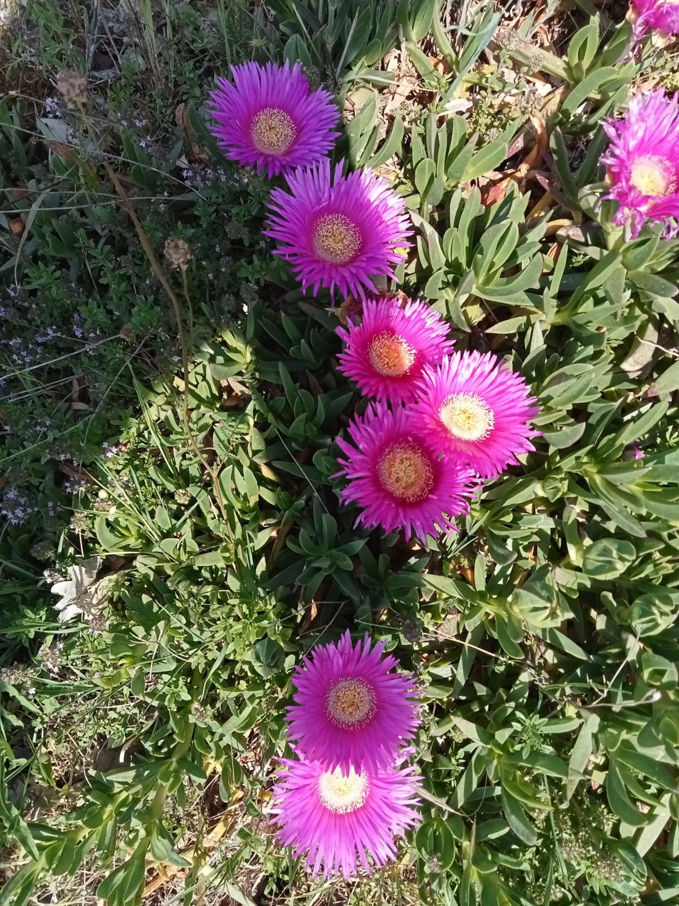 la staccionata bianca