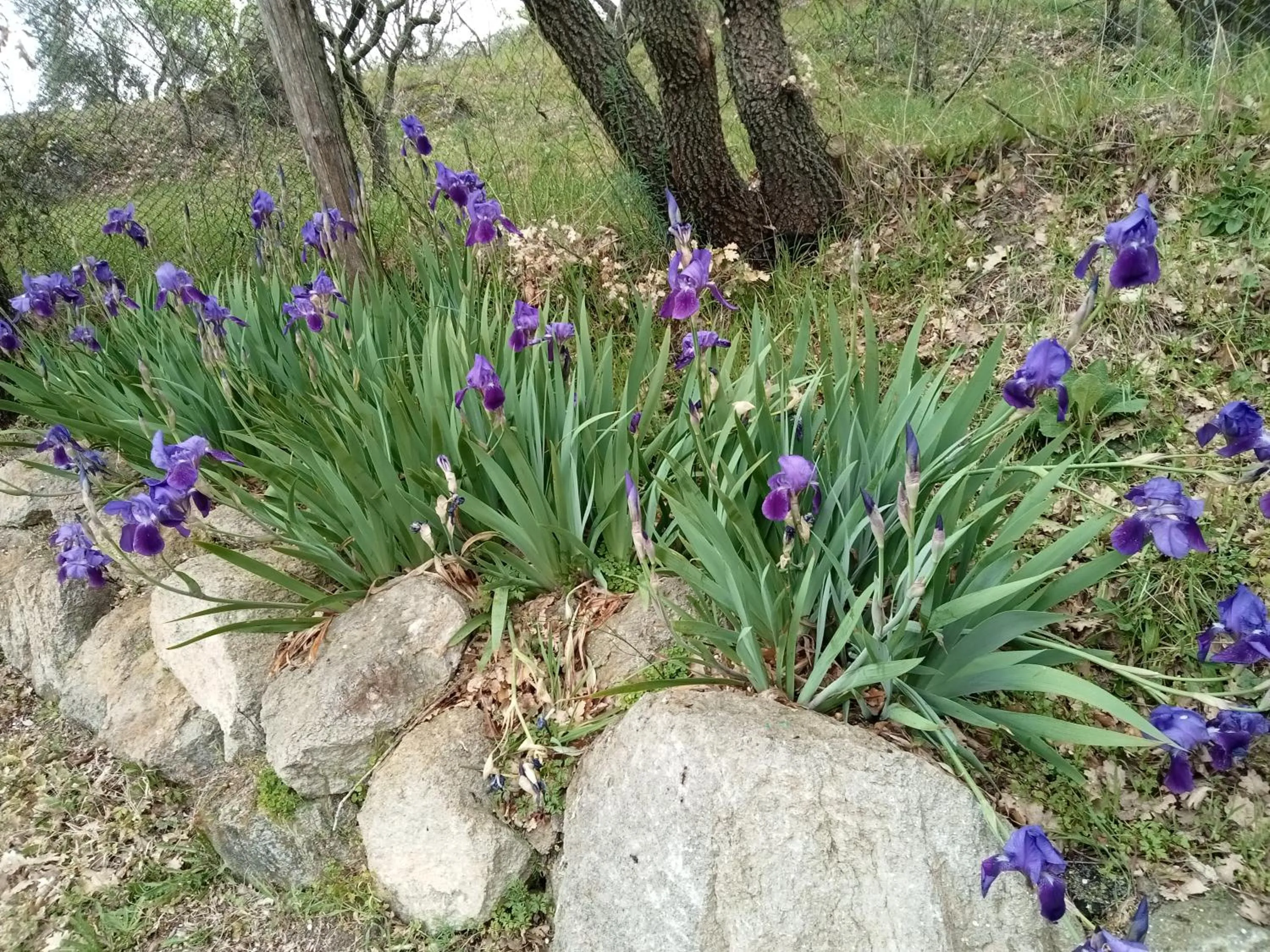 la staccionata bianca