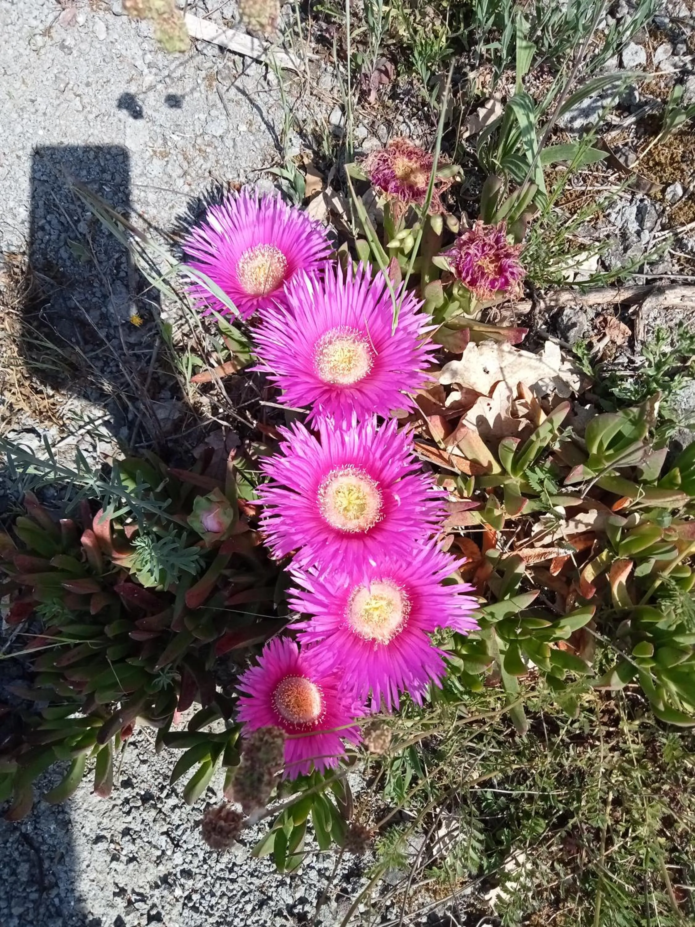 la staccionata bianca