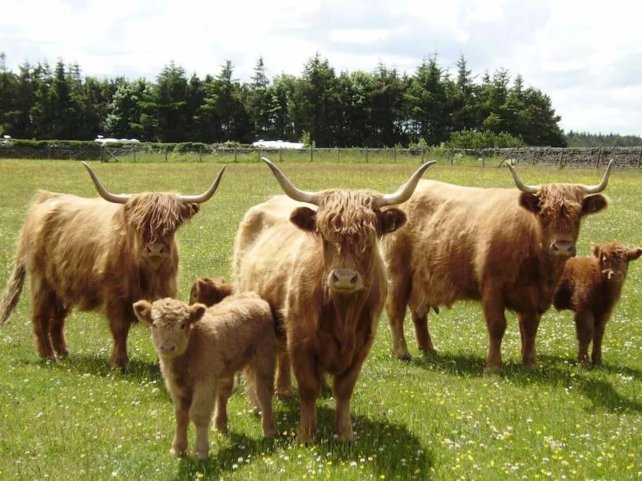 Animals in Smugglers Rock Cottages