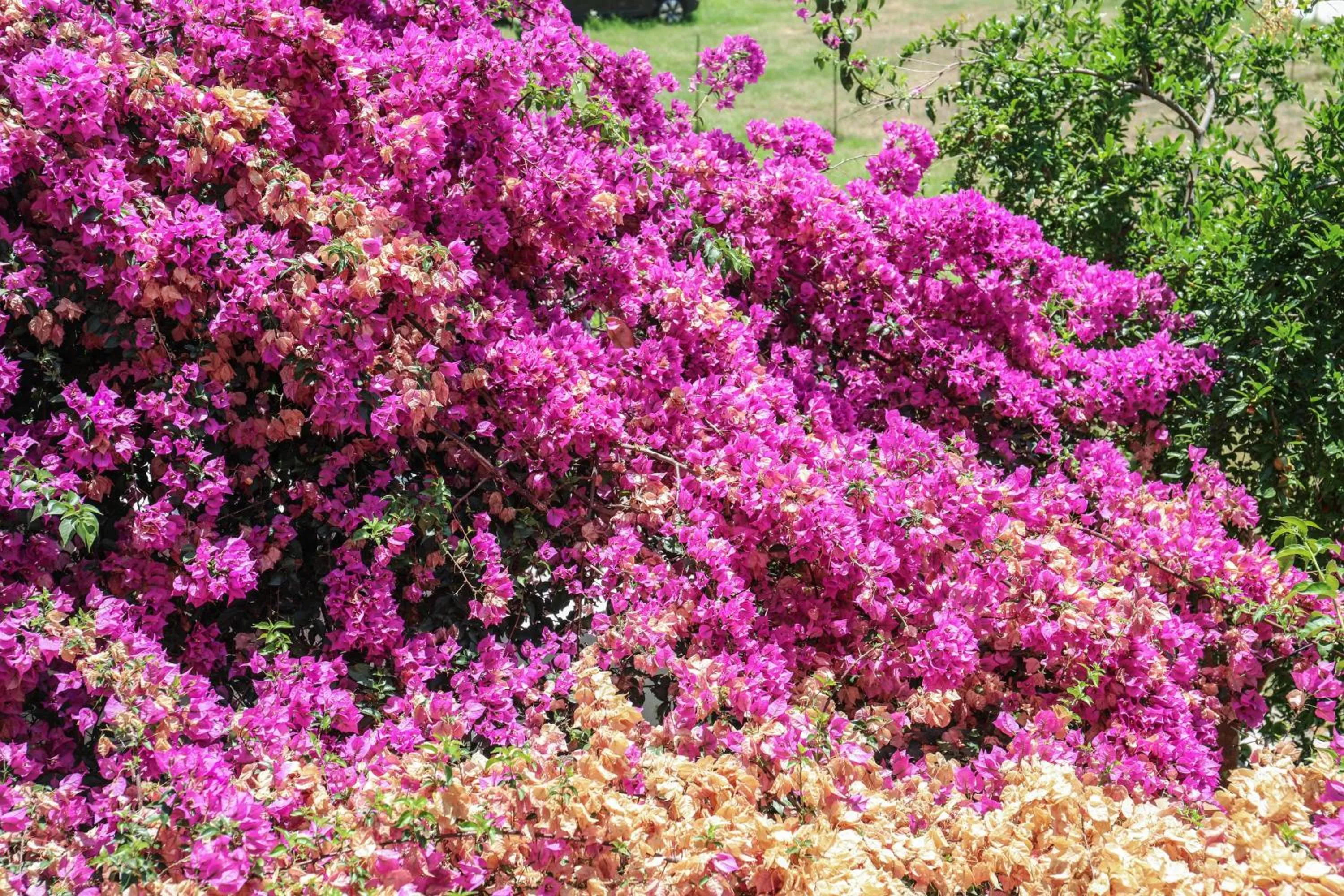 Garden view in Vaya Zorba Studios