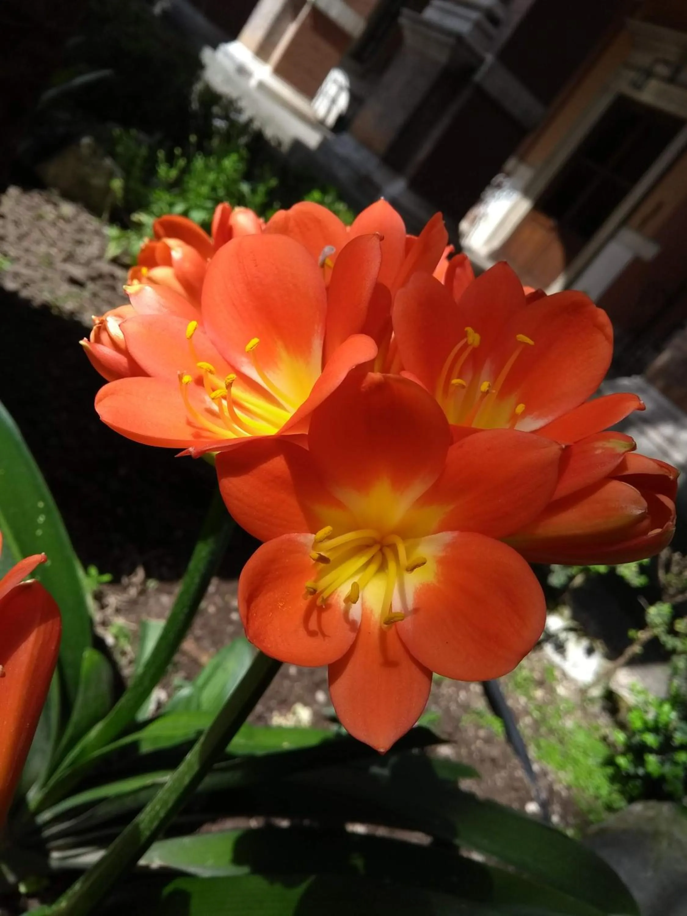 Garden in Casa S. Giuseppe di Cluny
