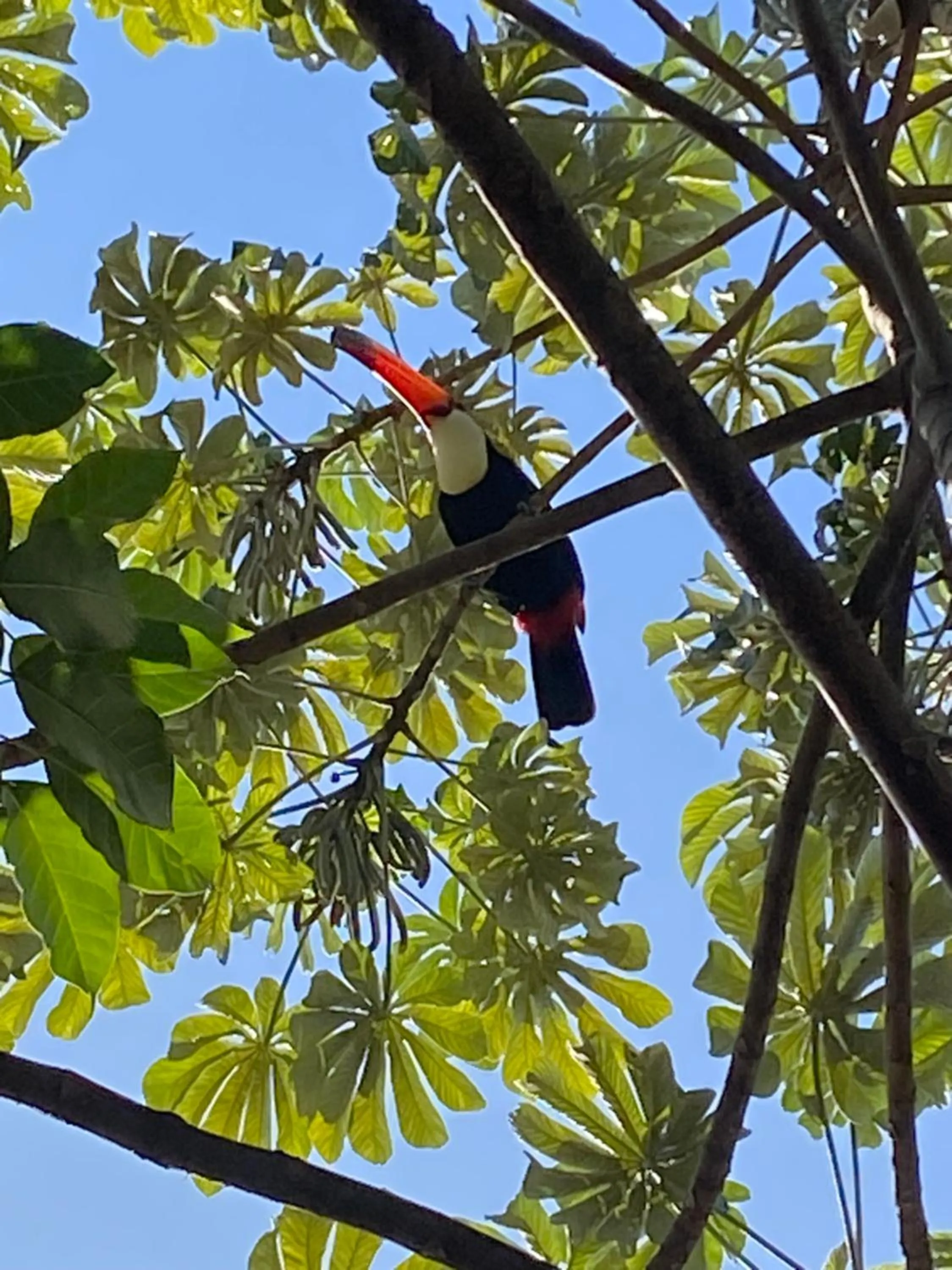 Garden view in Pousada Ouro Preto de Bonito