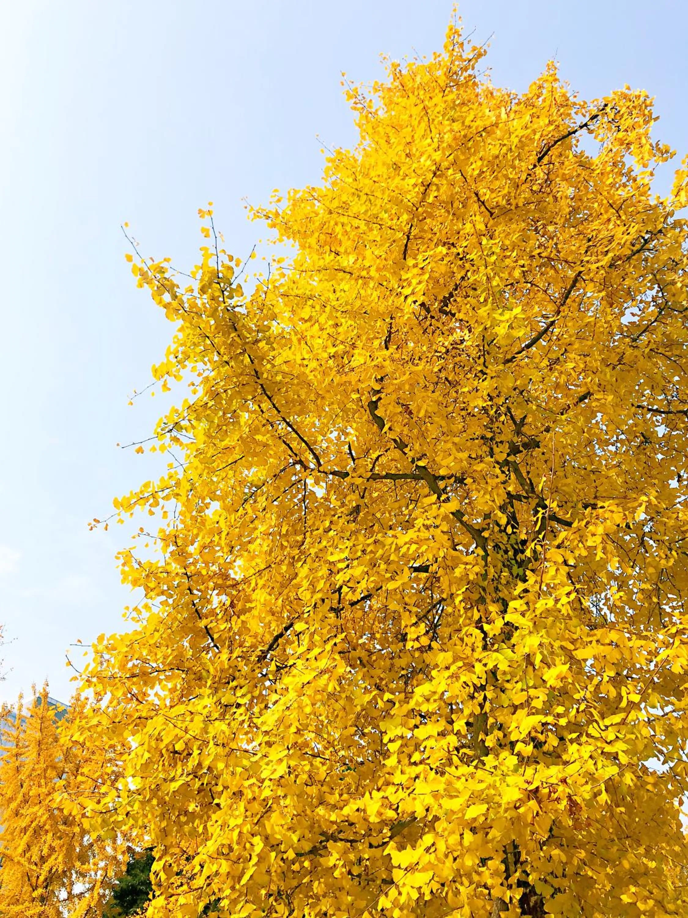 Natural landscape in Atour Hotel Chengdu Wuhou Temple
