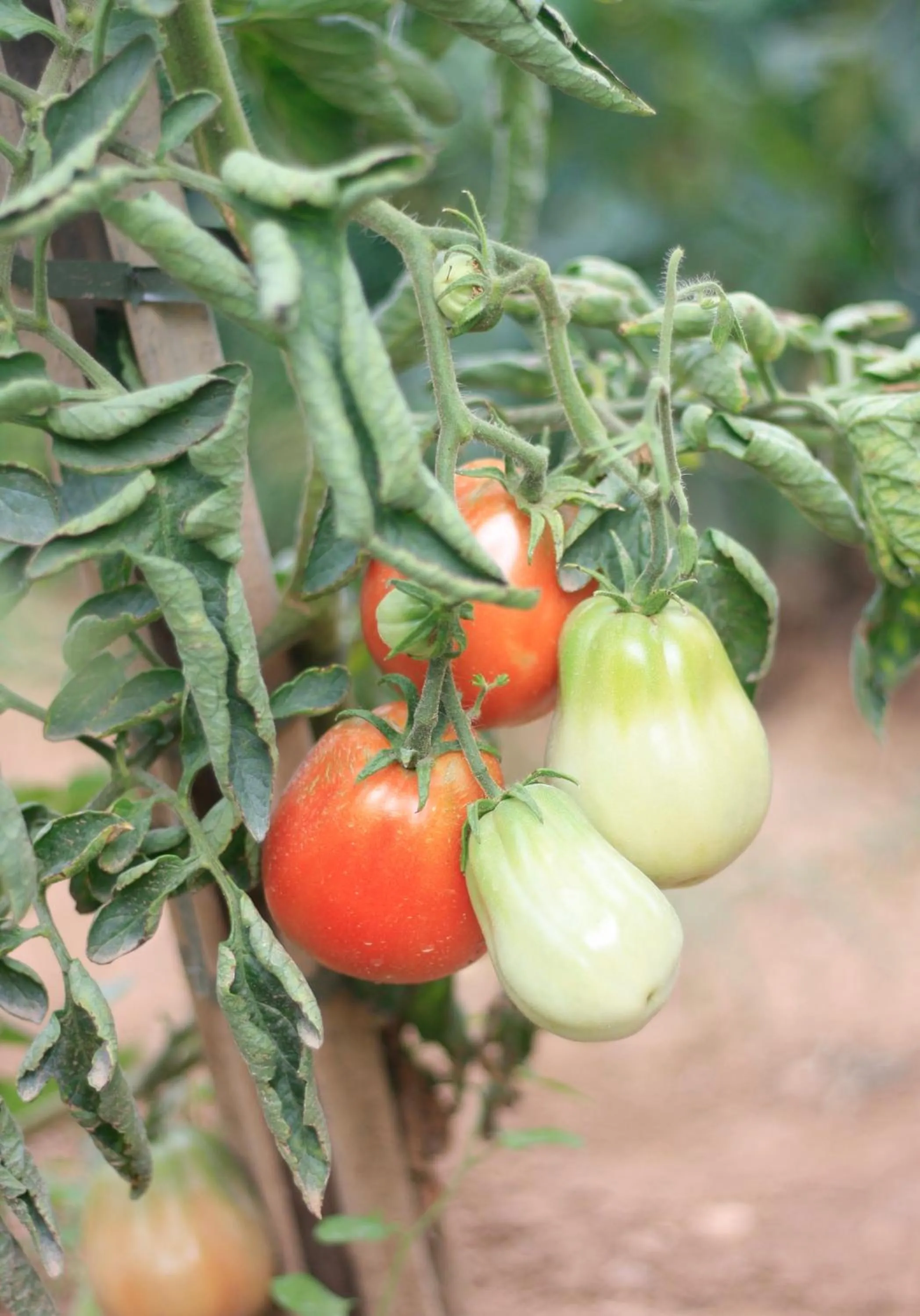 Hotel Hort De Fortunyo