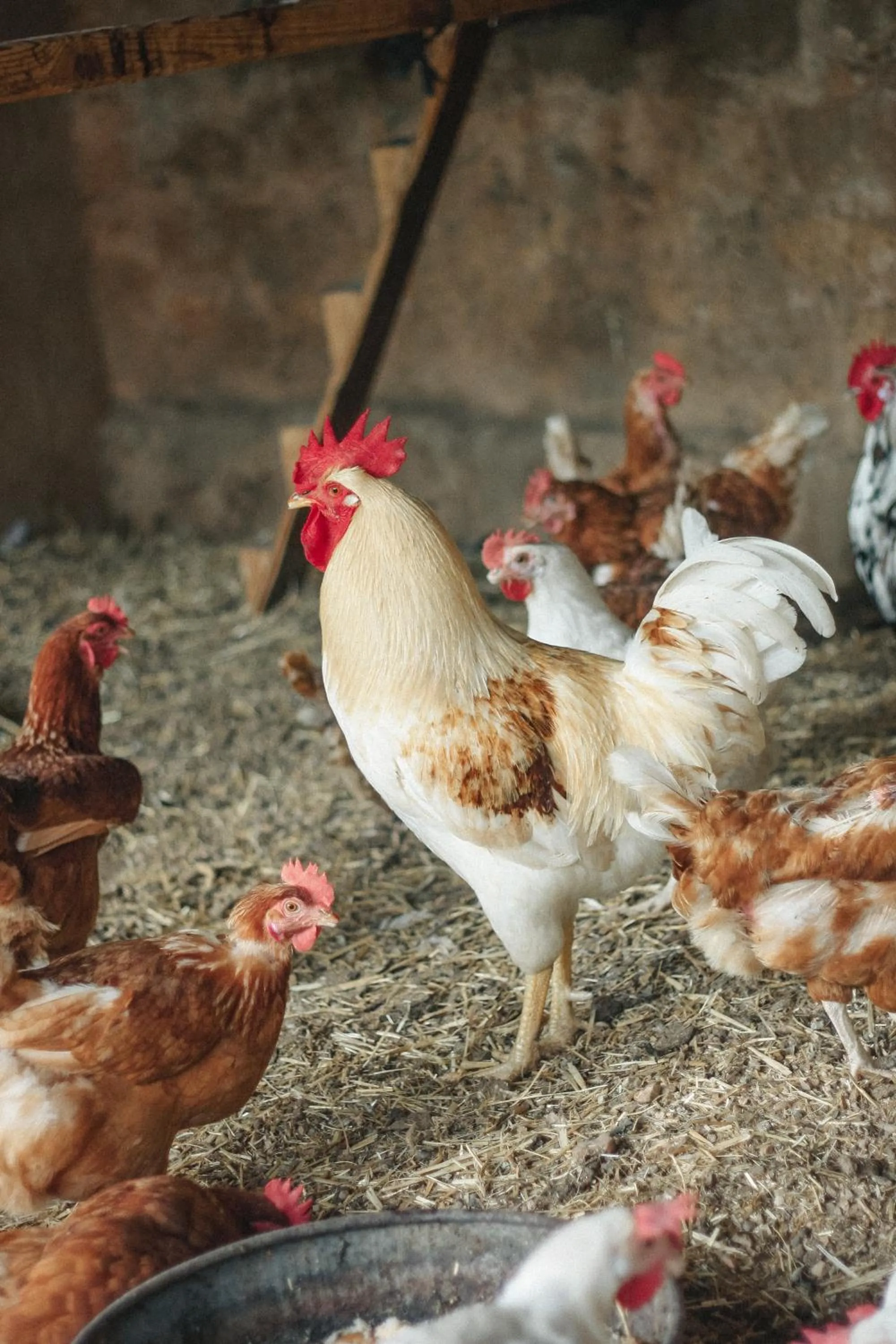 Hotel Hort De Fortunyo