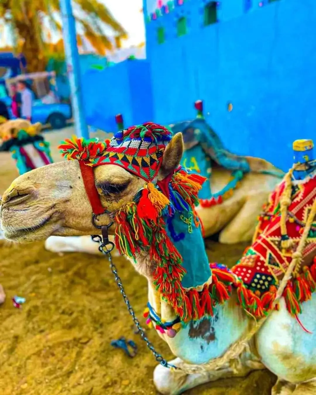 Animals in Opal privat nubian hotel