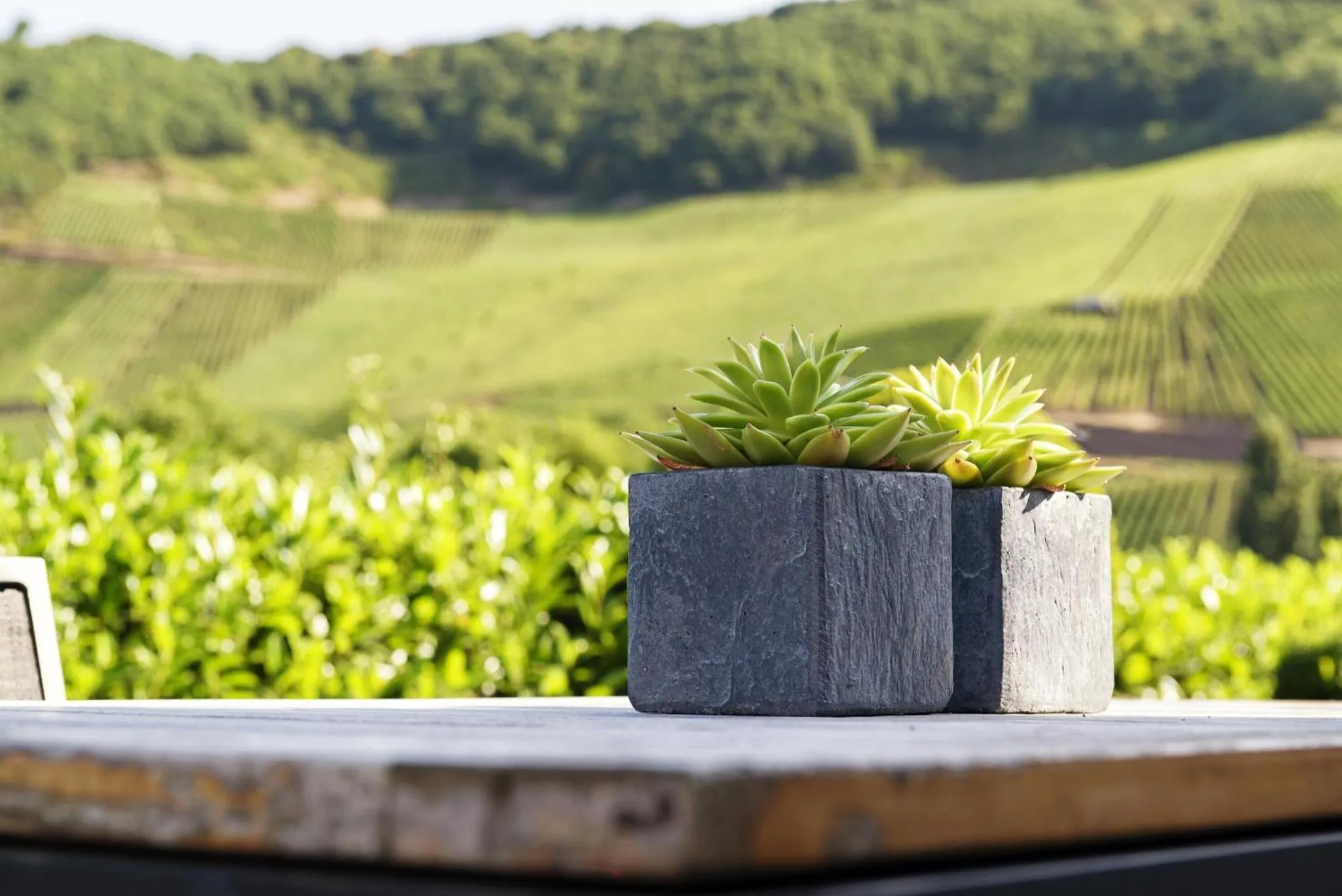 Garden in Weingut & Gästehaus Christoph Clüsserath