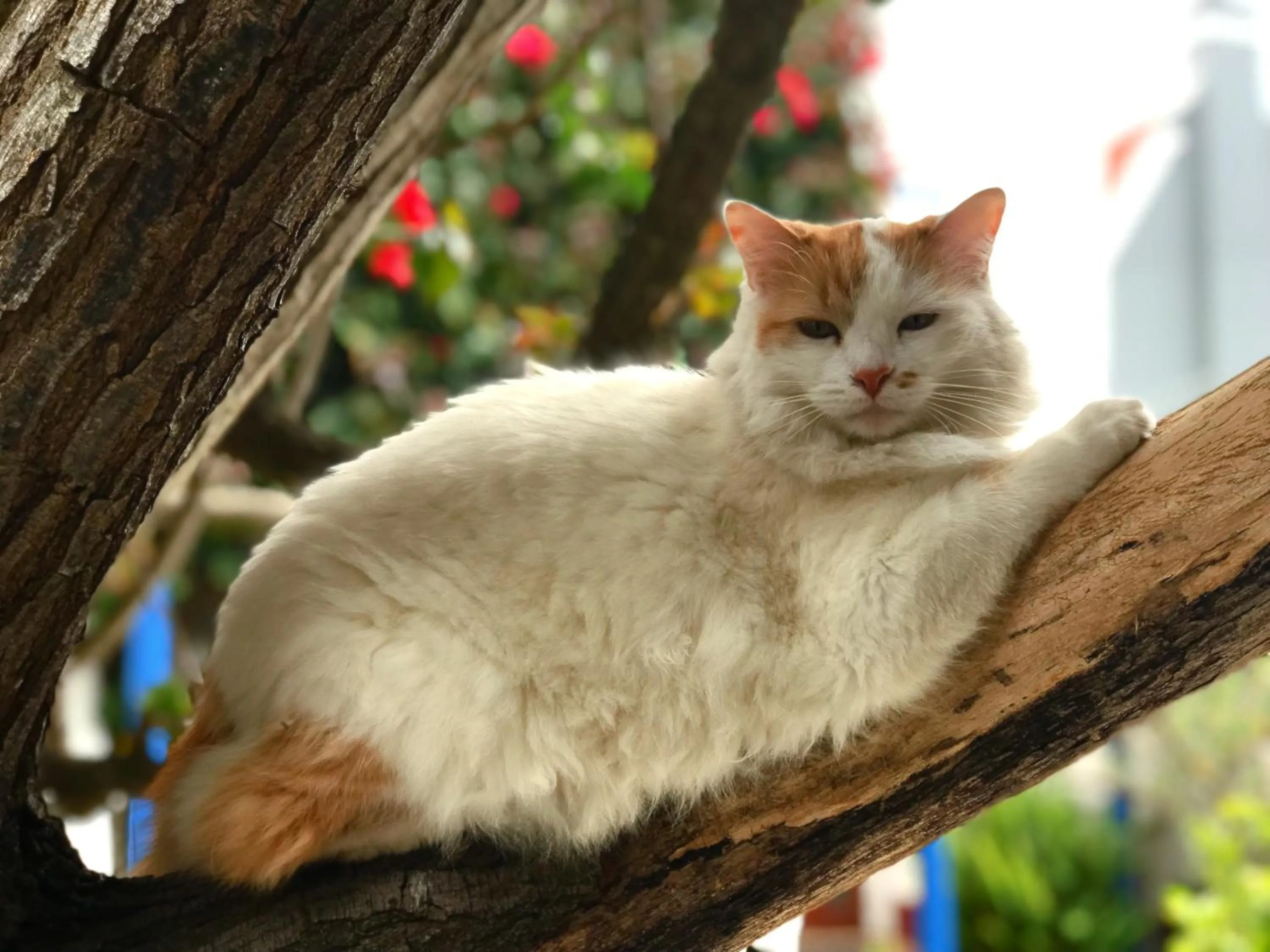 Decorative detail in Athenian Villa