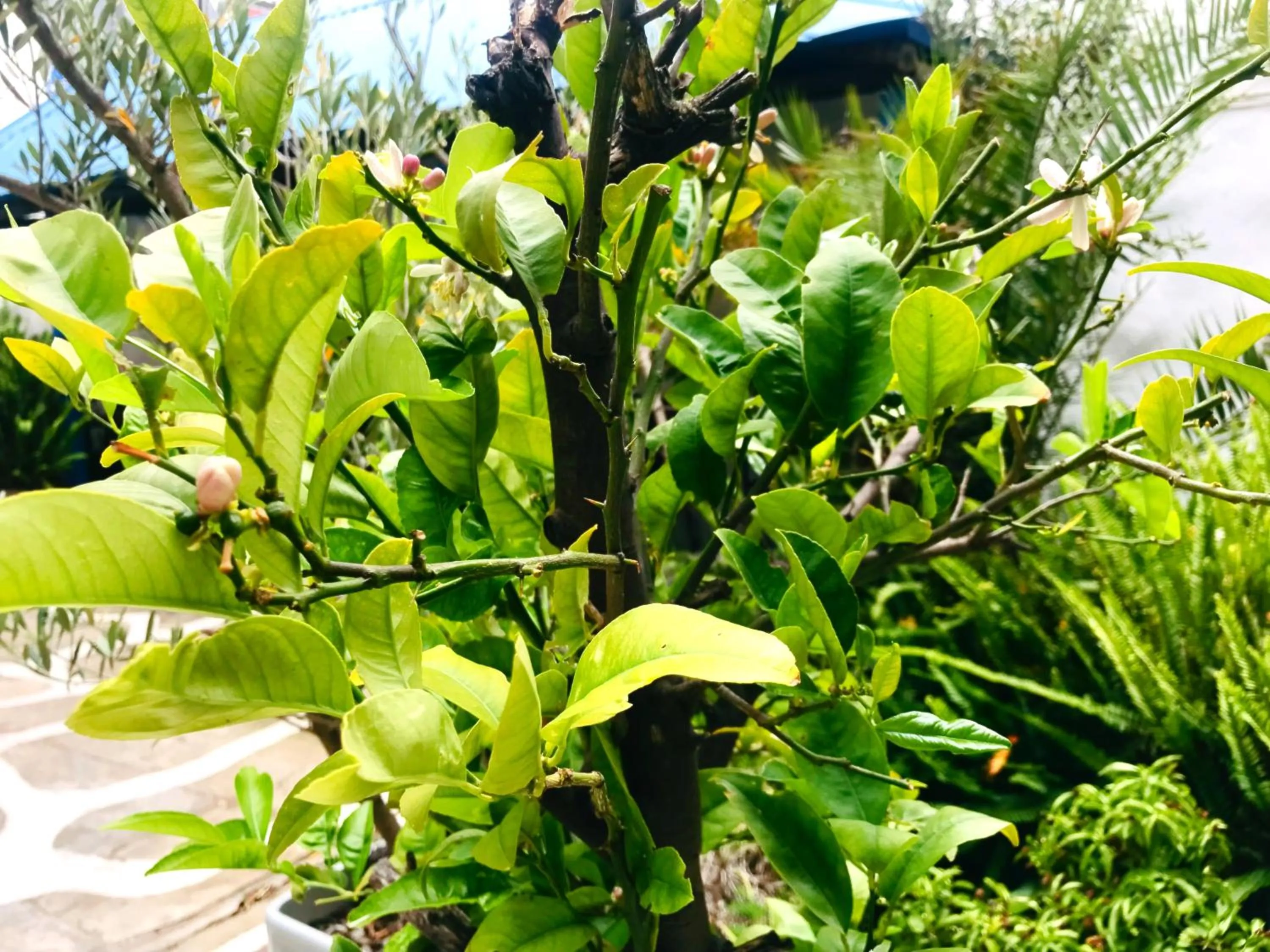 Garden in Athenian Villa