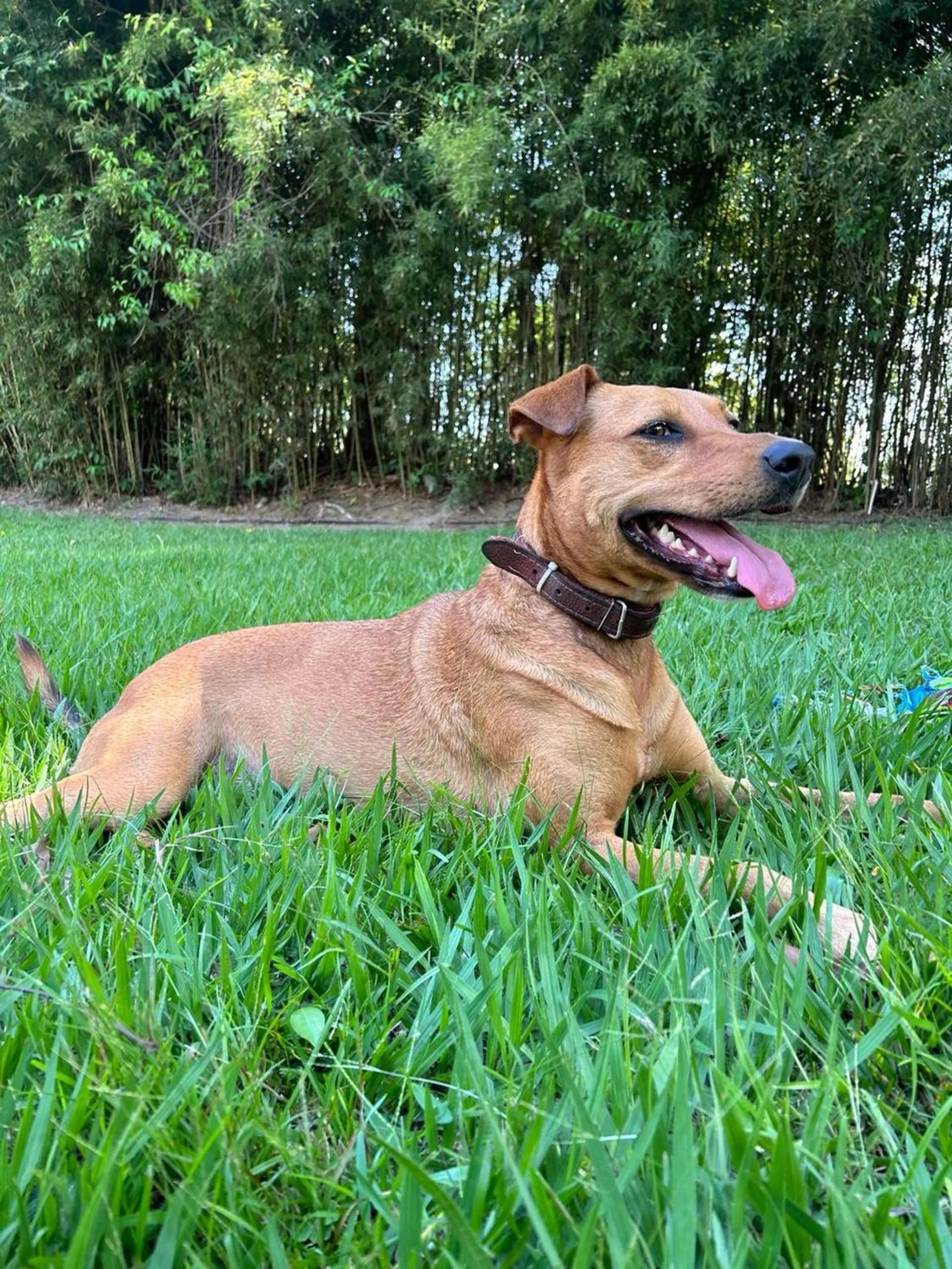 Pets in Pousada Ypê Amarelo