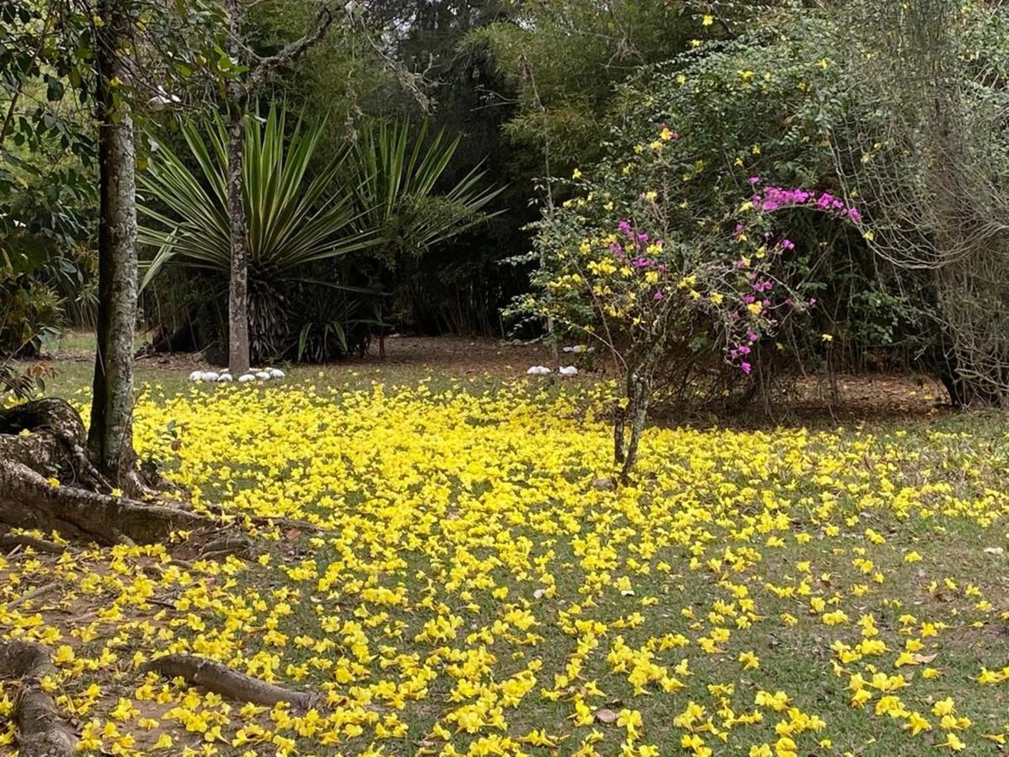 Patio in Pousada Ypê Amarelo