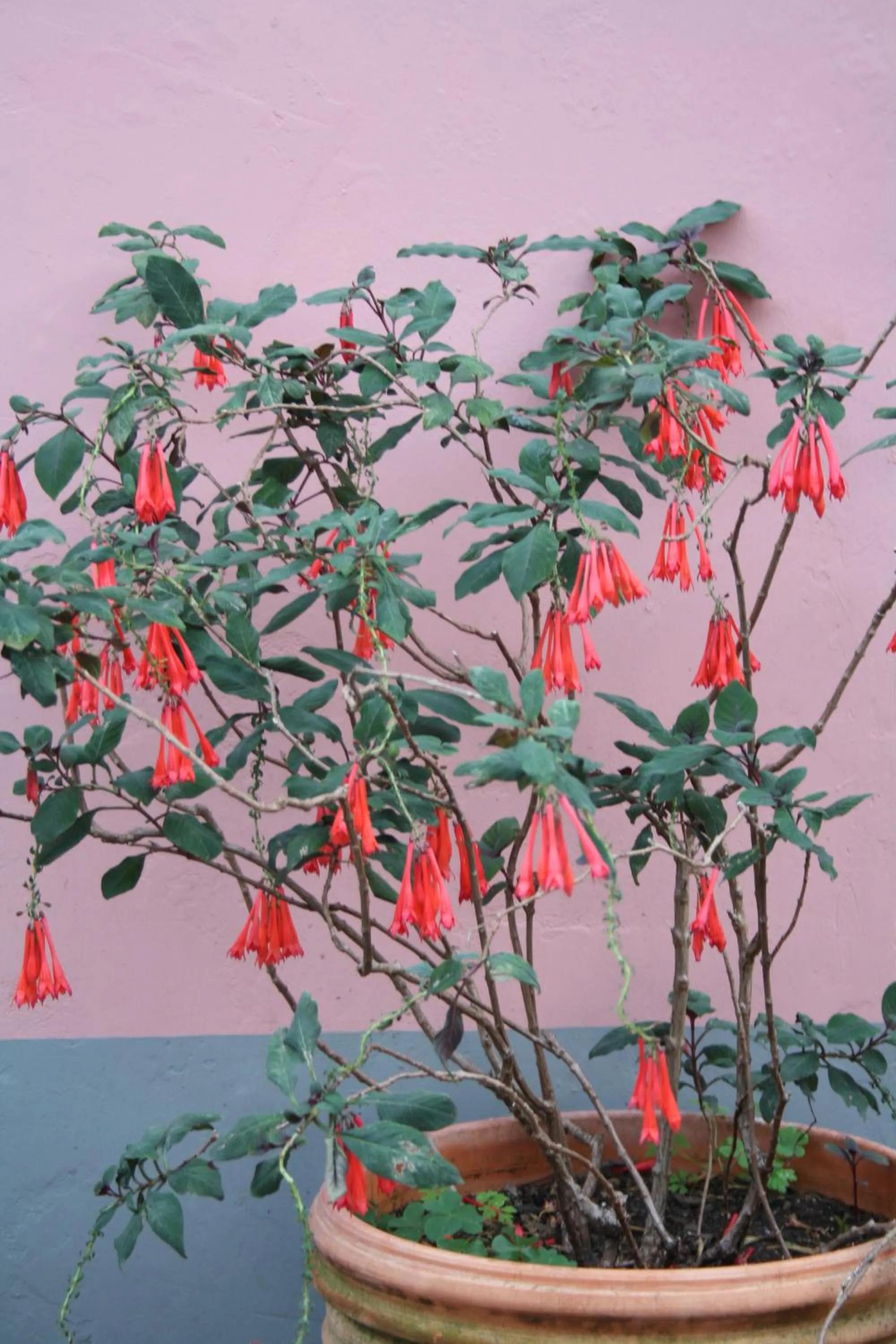 Garden in Madeira Surf Lodge