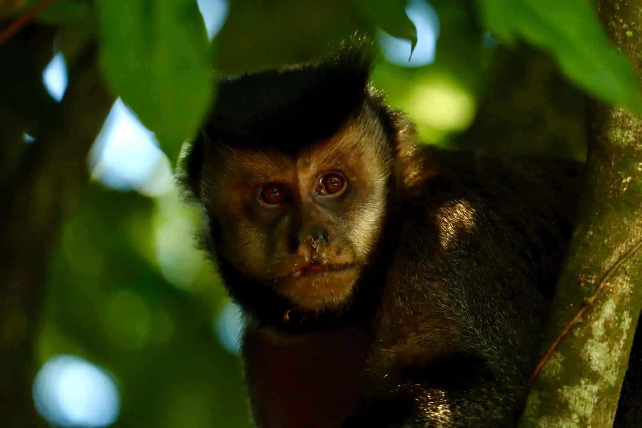 Natural landscape in Casa Caminho do Corcovado - Pet friendly