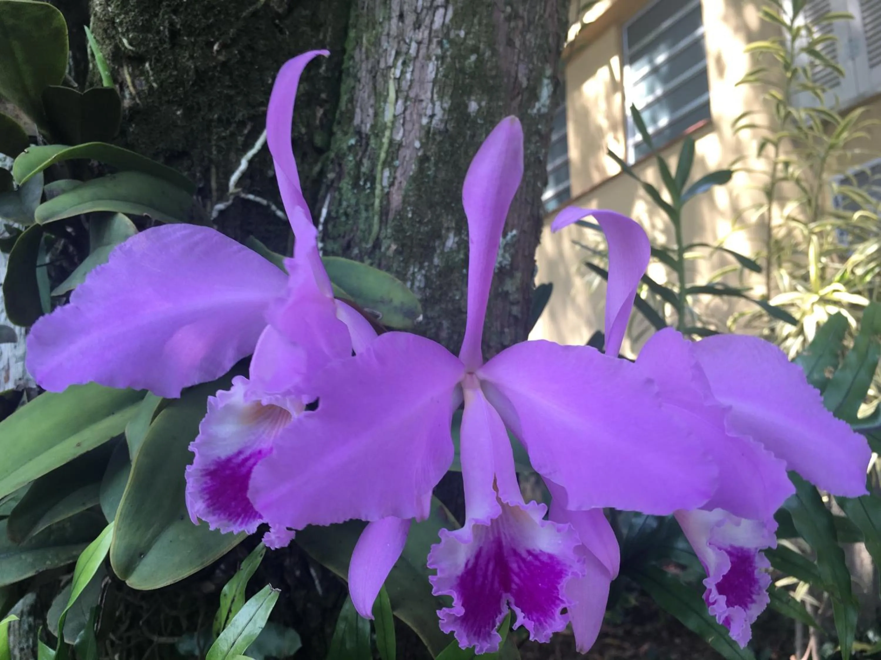 Garden view in Casa Caminho do Corcovado - Pet friendly