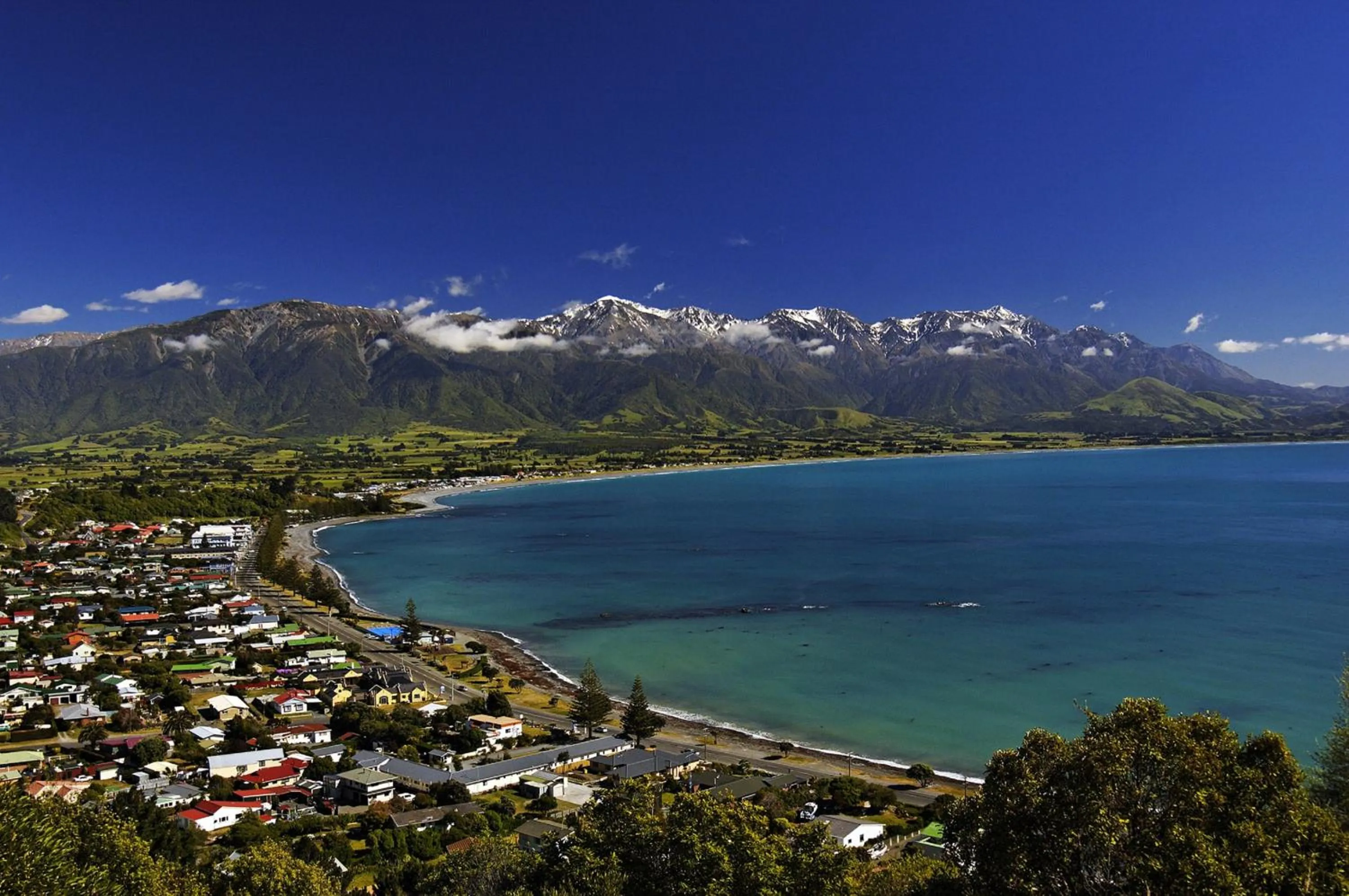 Other in The White Morph - Heritage Collection