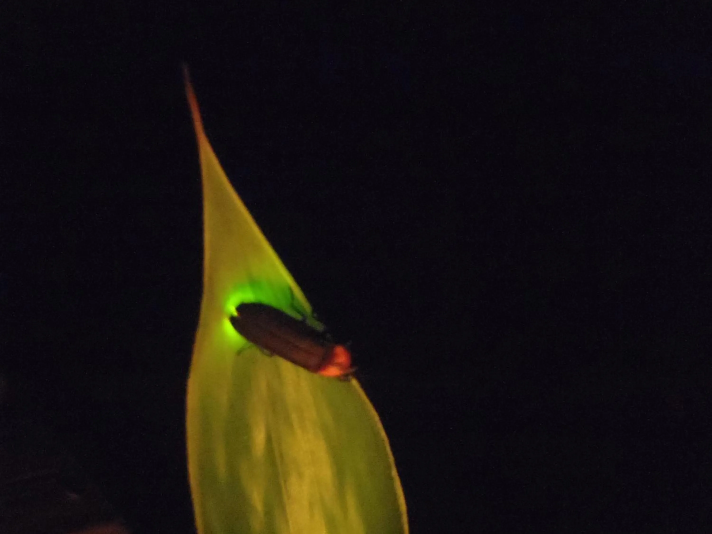 Nearby landmark in Ishinoyu Lodge