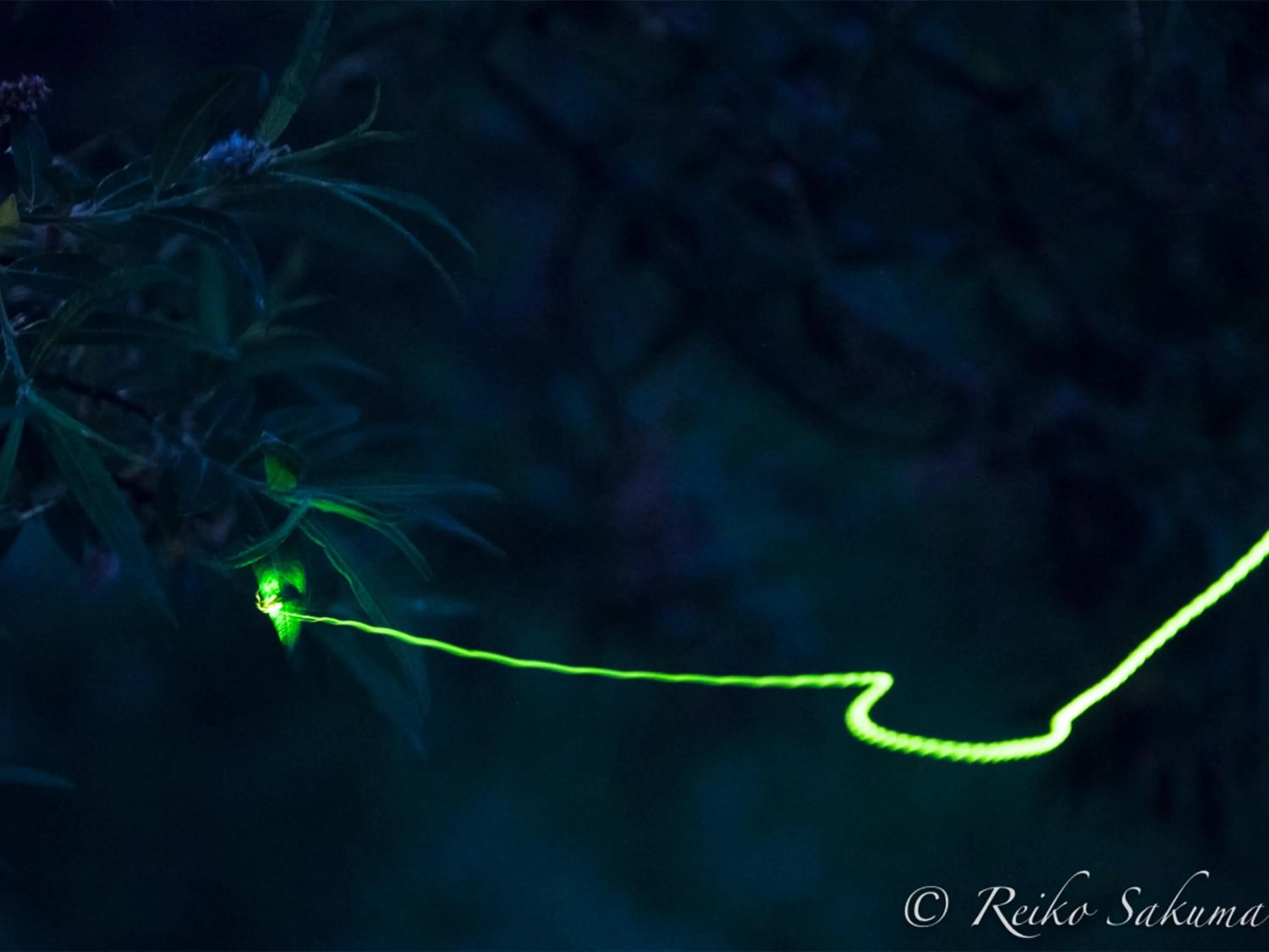 Off site in Ishinoyu Lodge