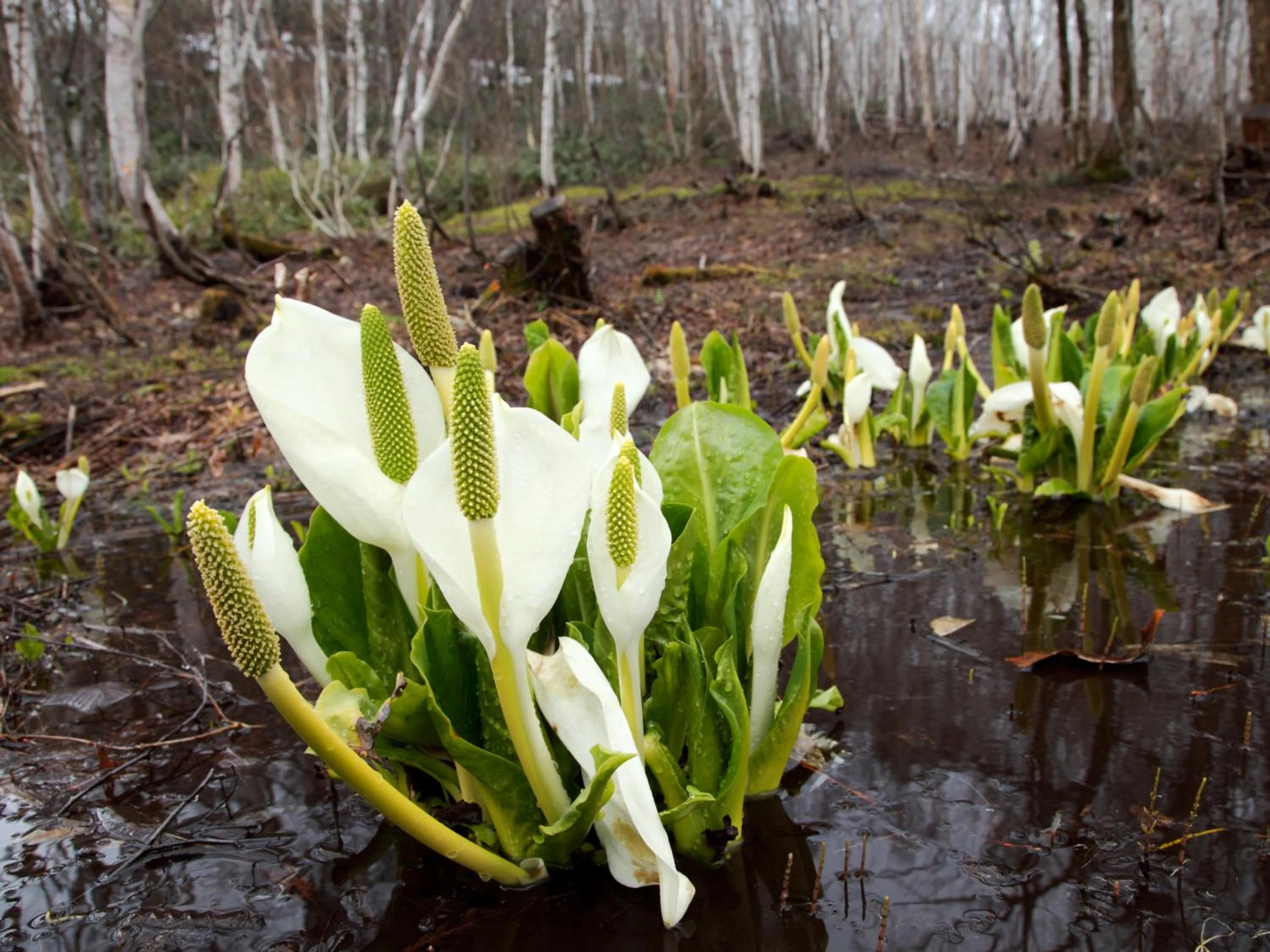 Nearby landmark in Ishinoyu Lodge