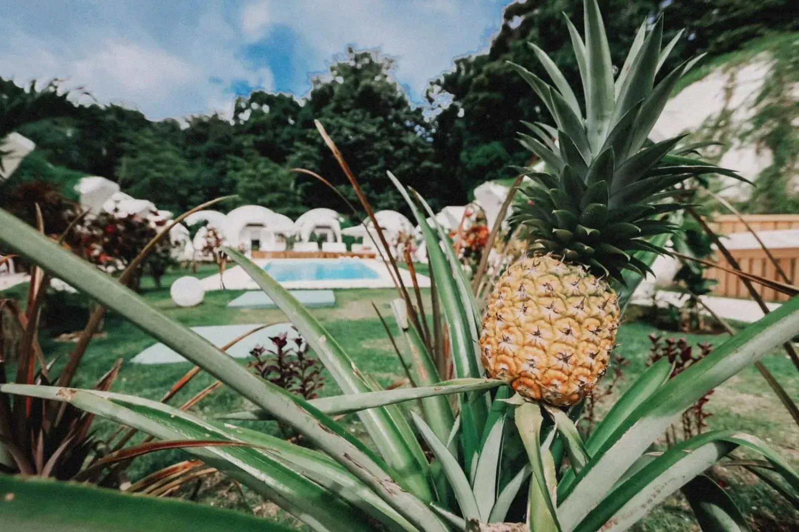 Garden view in Igloo Beach Lodge Garden view in Igloo Beach Lodge