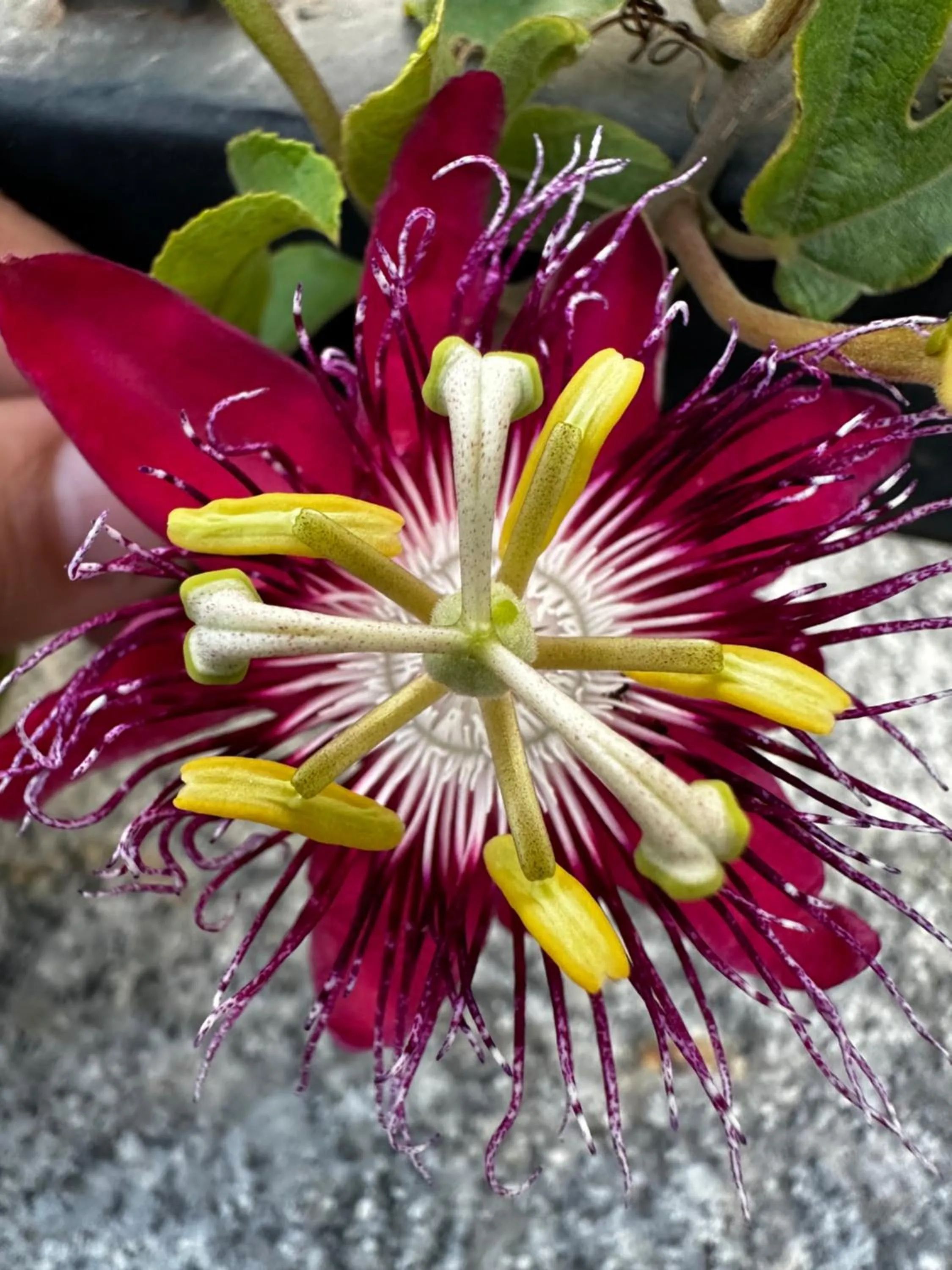 Garden in Hotel Dewa Retreat- A Himalayan Boutique Hotel