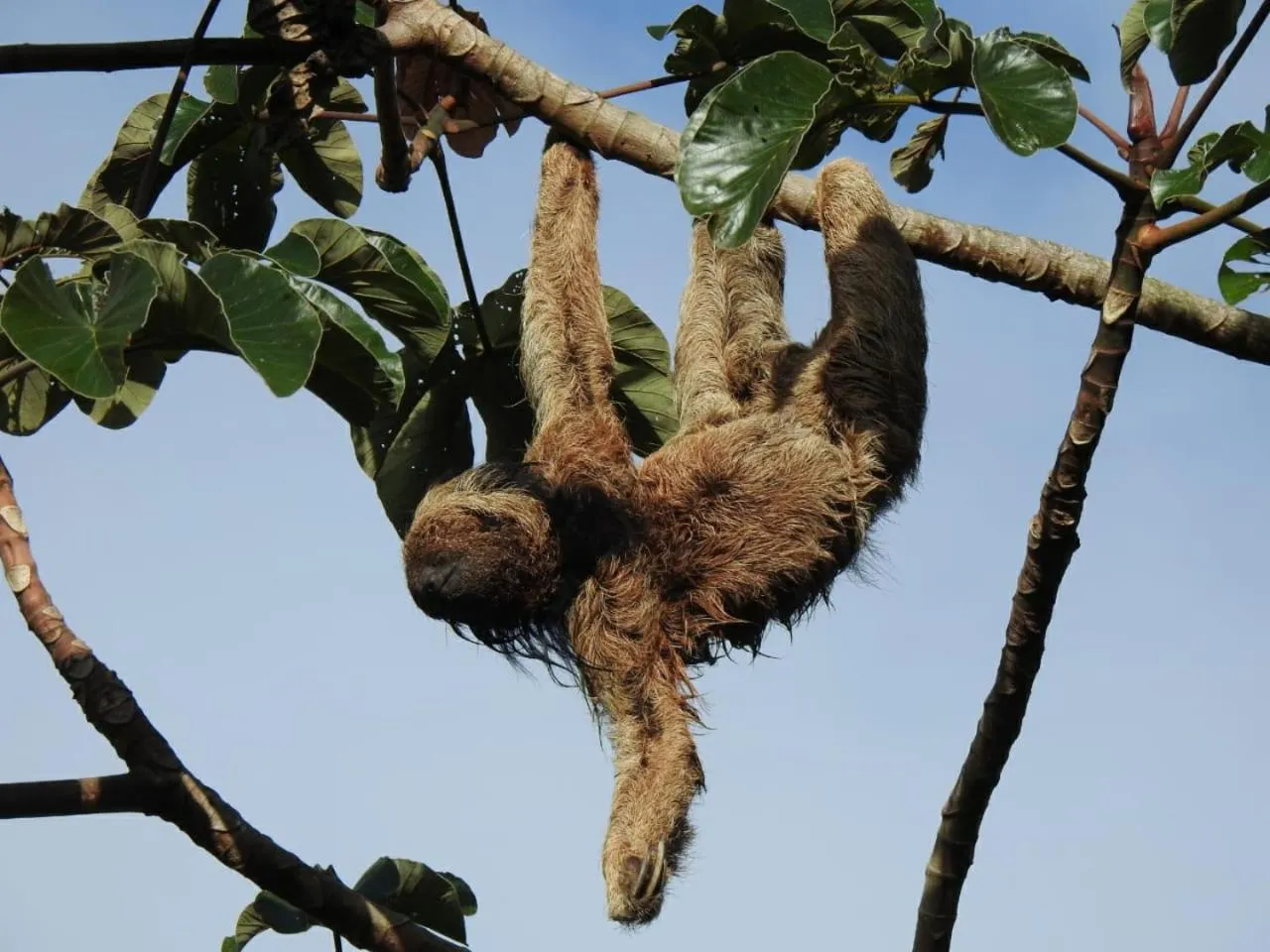Animals in Casa Boha Praia do Forte