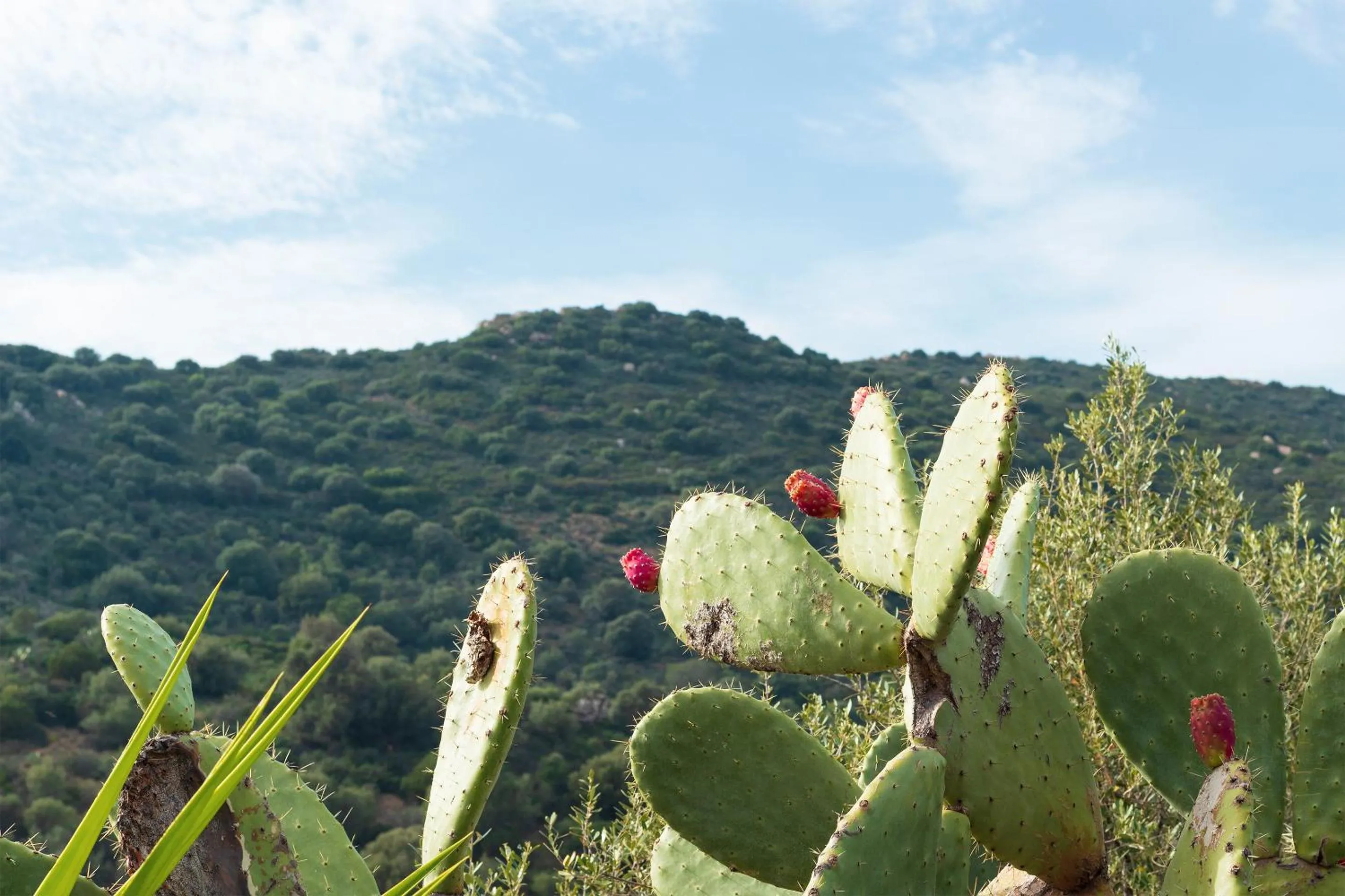 Garden in Sa Guardia de Ferricci