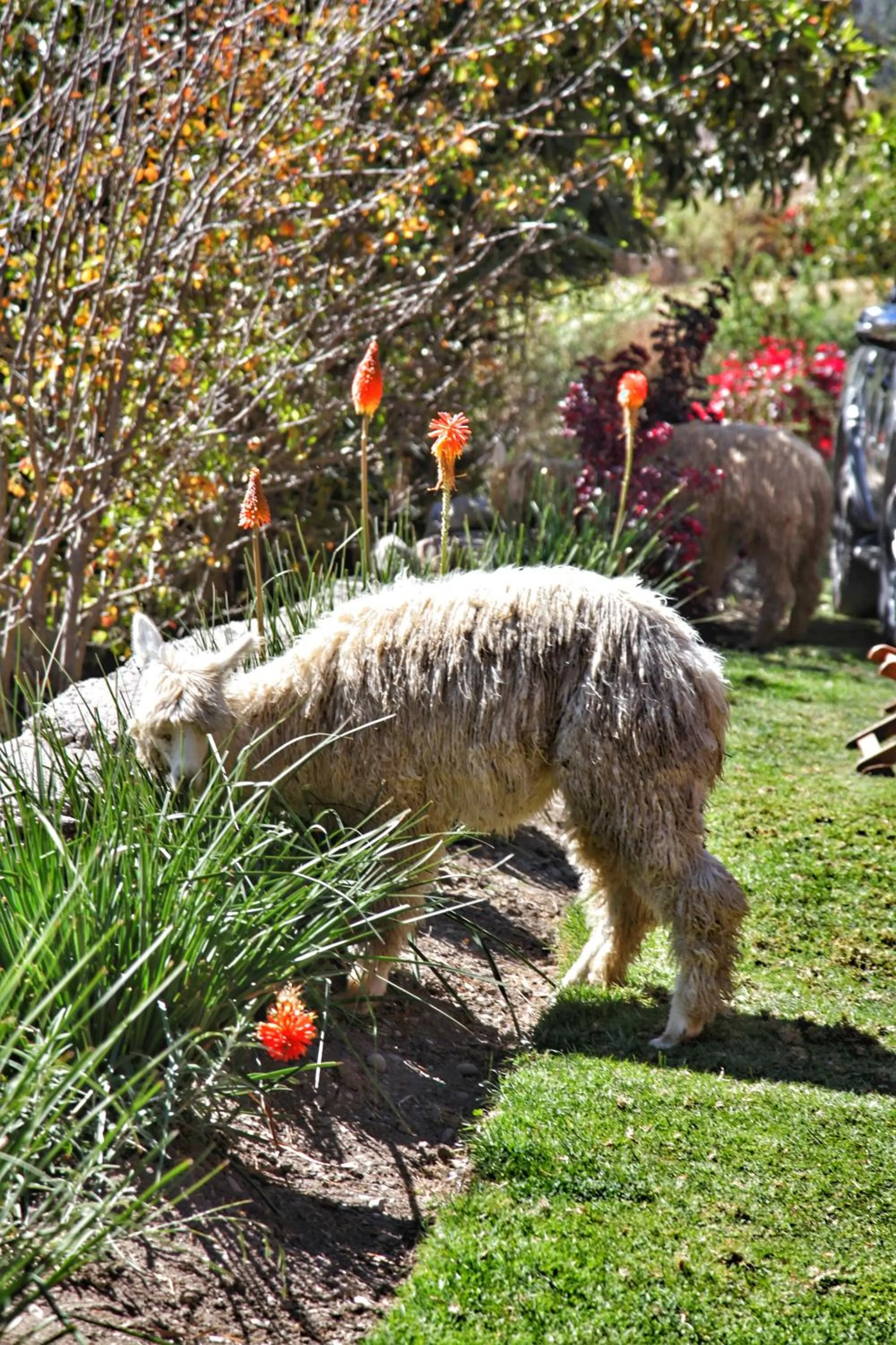 Patio in Tunupa Lodge Hotel