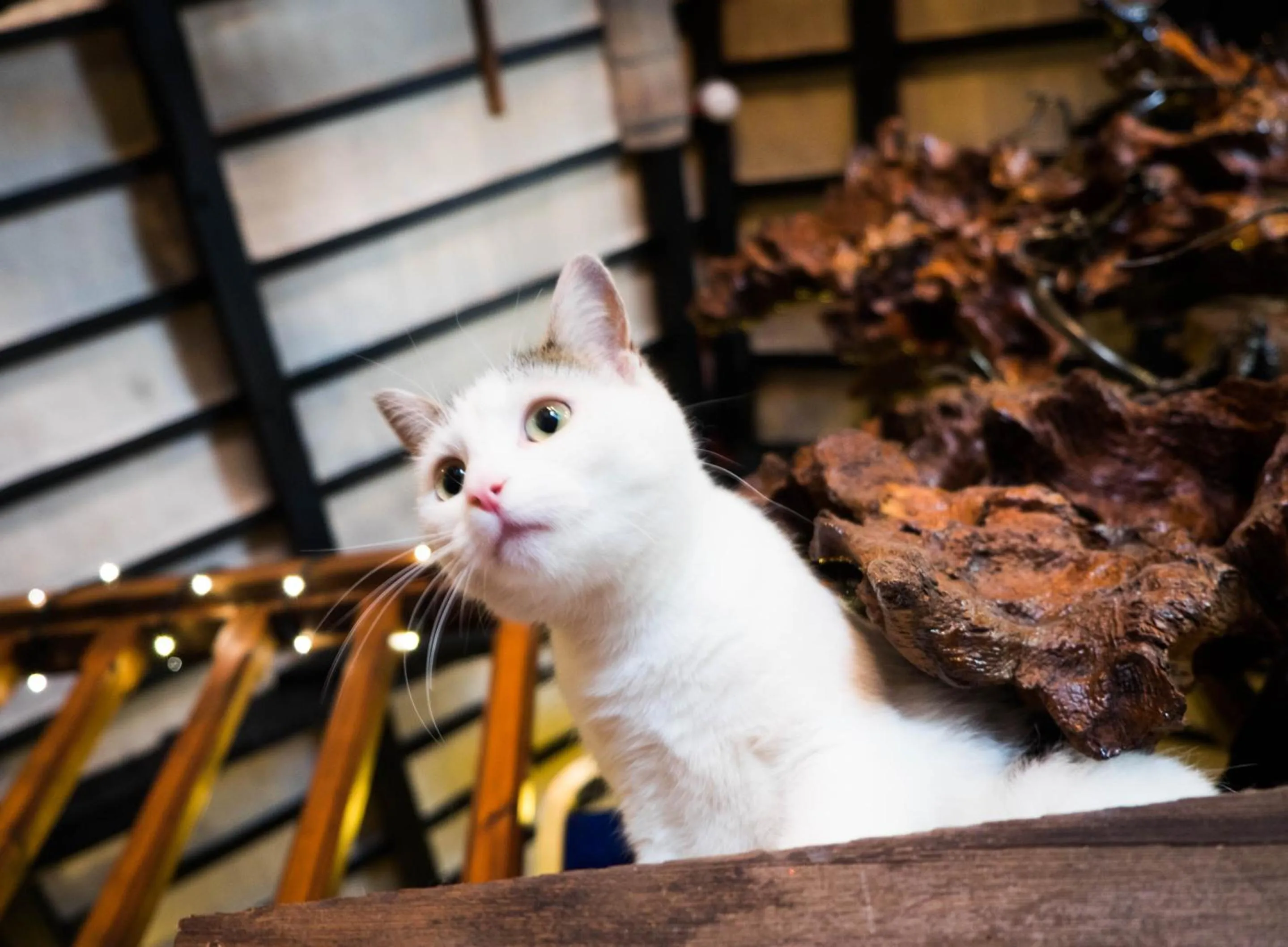 Other in Driftwood Spars