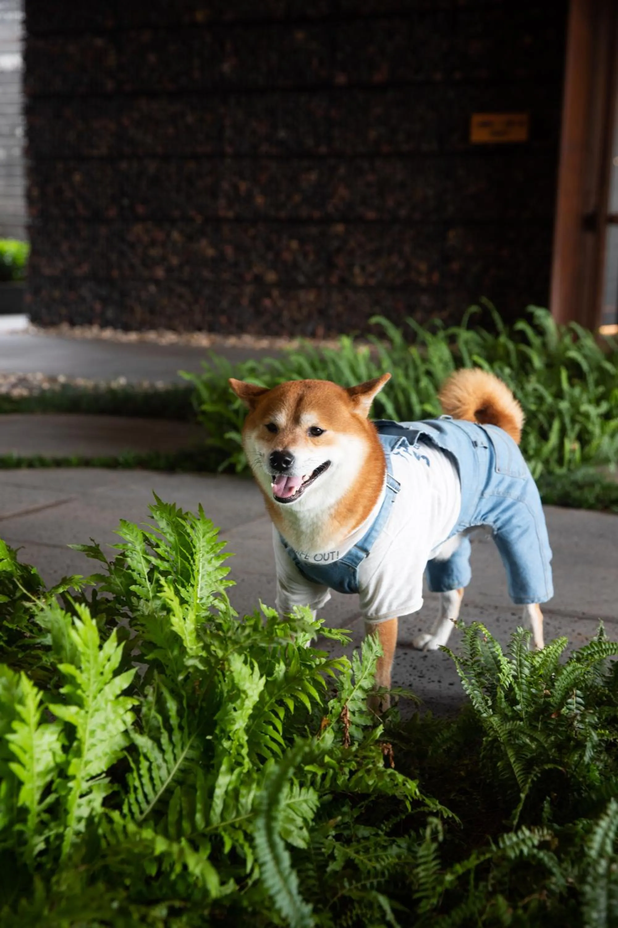 Pets in Sunshine Yi Hotel Haitang Bay, Sanya, previously a 1 Hotel