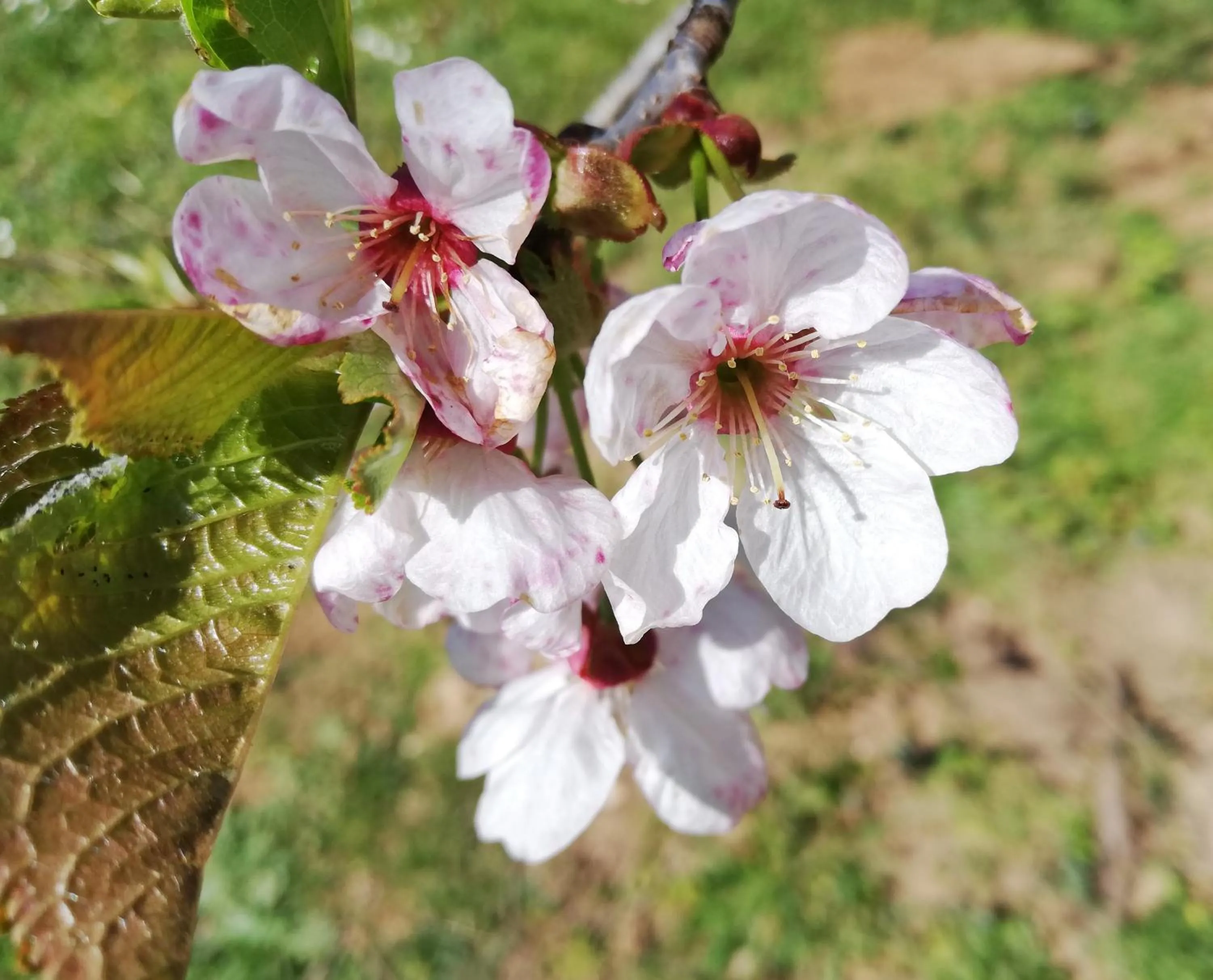 Garden in Le Puits de Garival