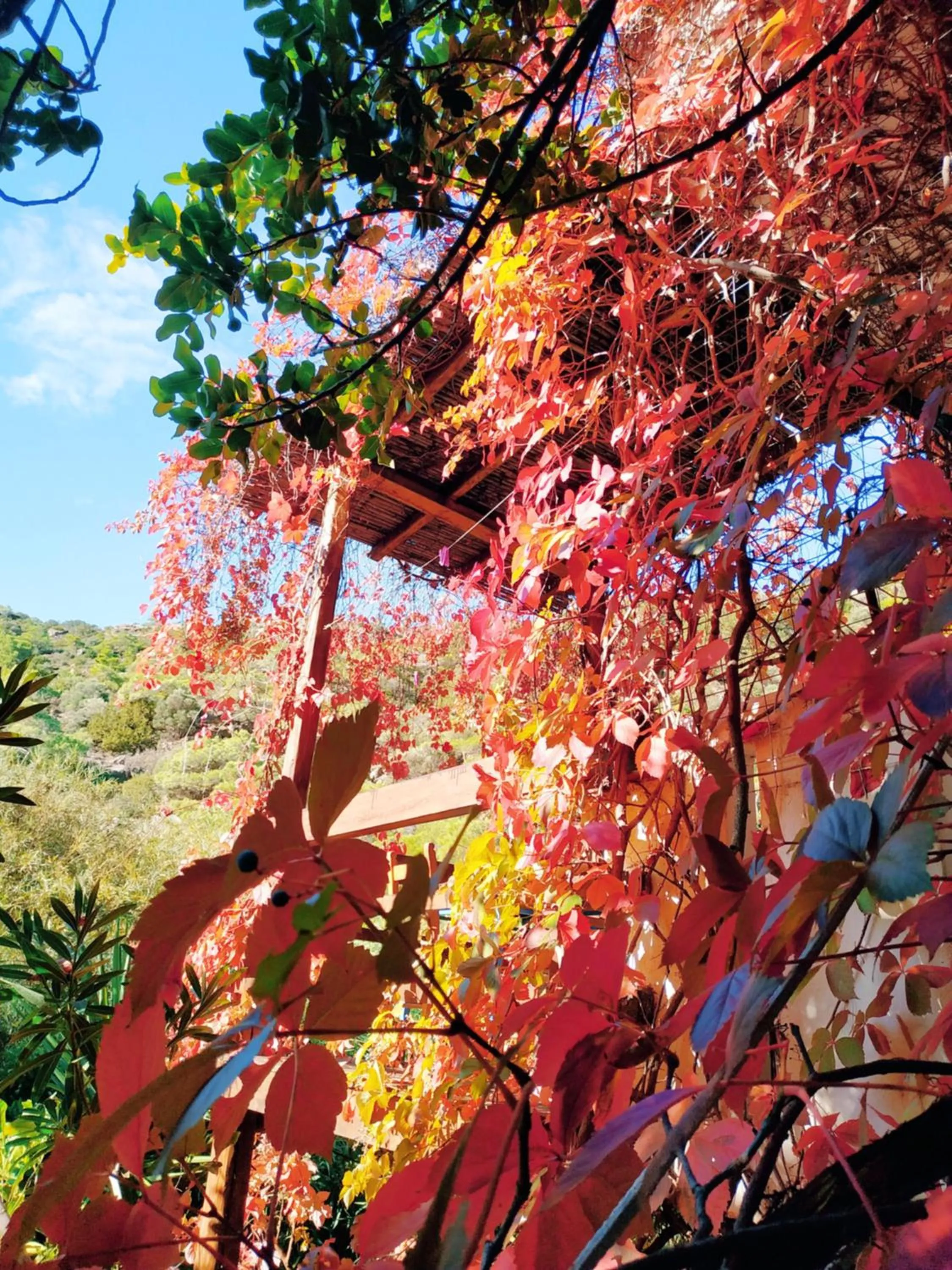 Oleander's Garden Traditional Cretan Cottage