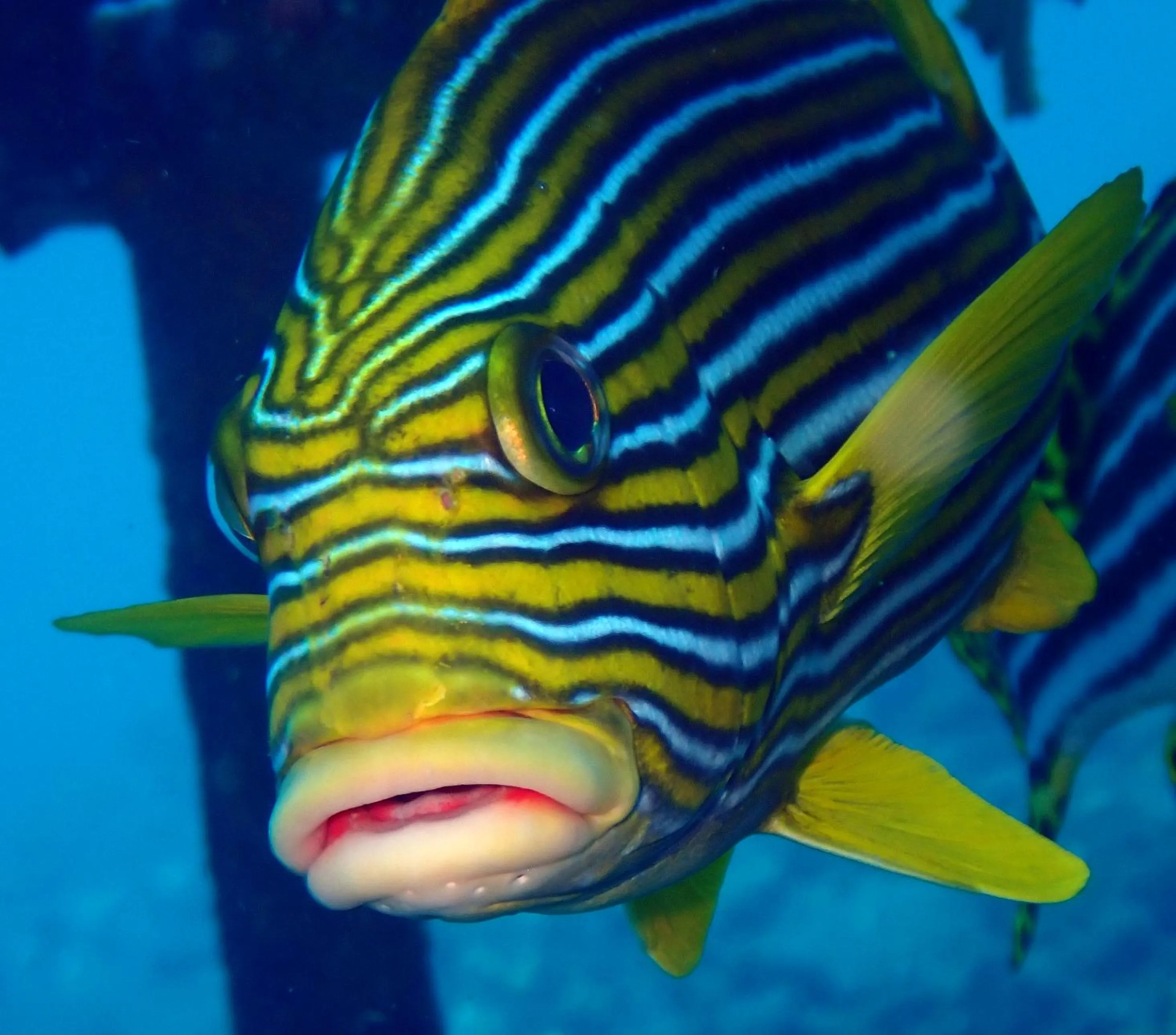 Diving in Ocean Sun Dive Resort