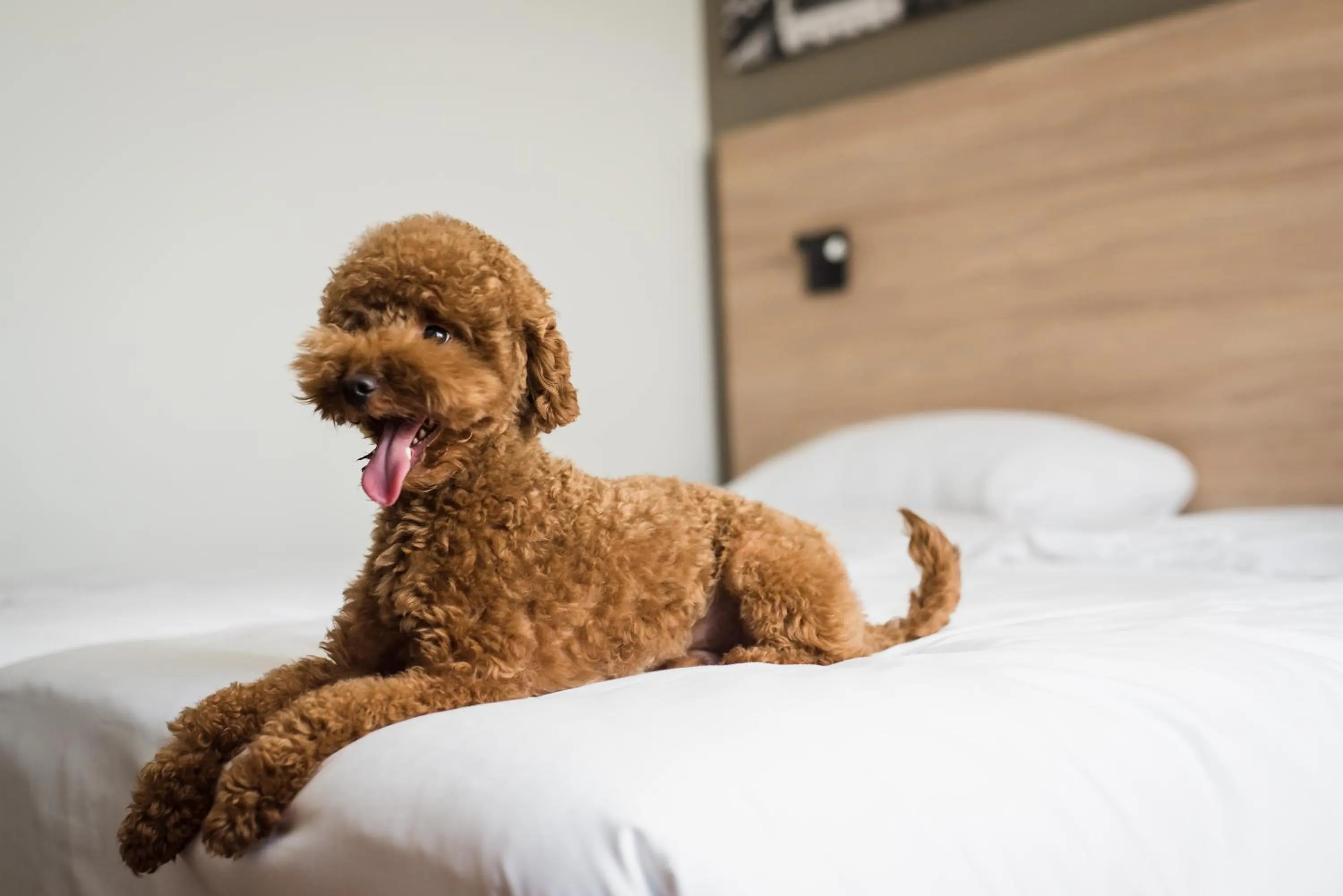 Pets, Bed in Park Inn by Radisson Vilnius Airport Hotel & Conference Centre
