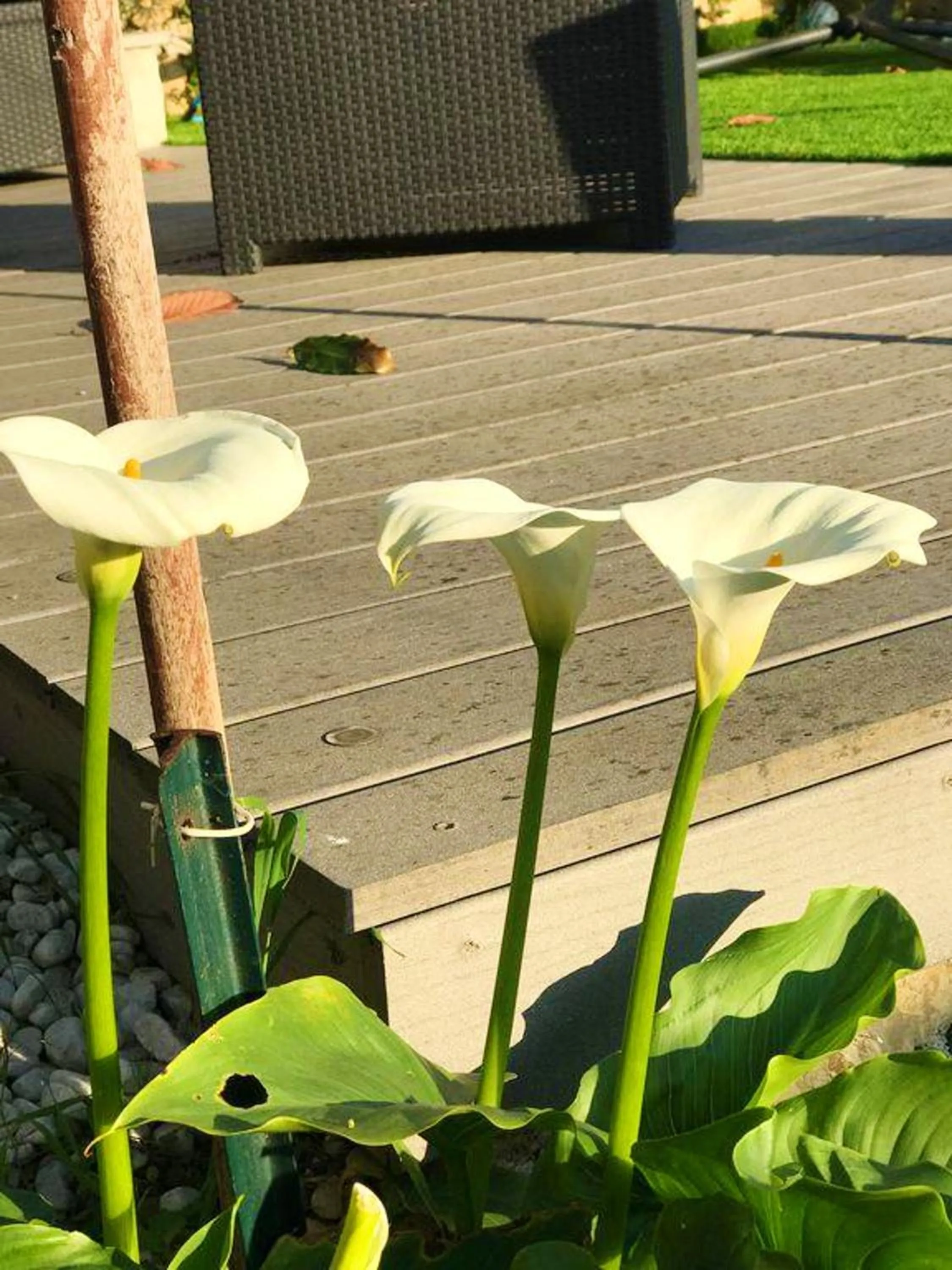 Garden in Appartement moderne à Antibes avec jardin et terrasse