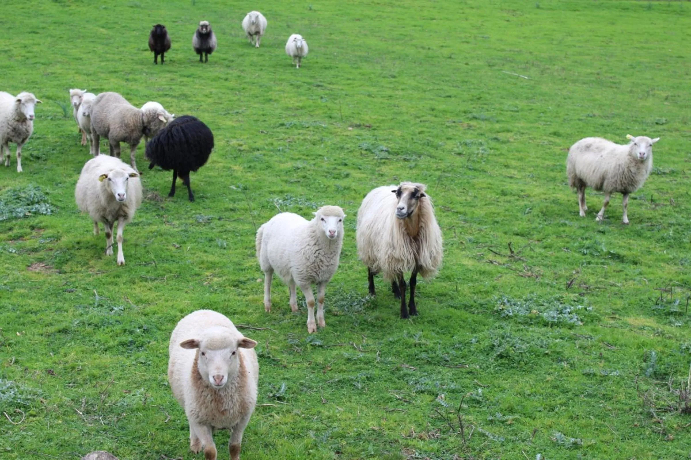 Day in Hotel & Restaurant Les Bergeries d'Alata